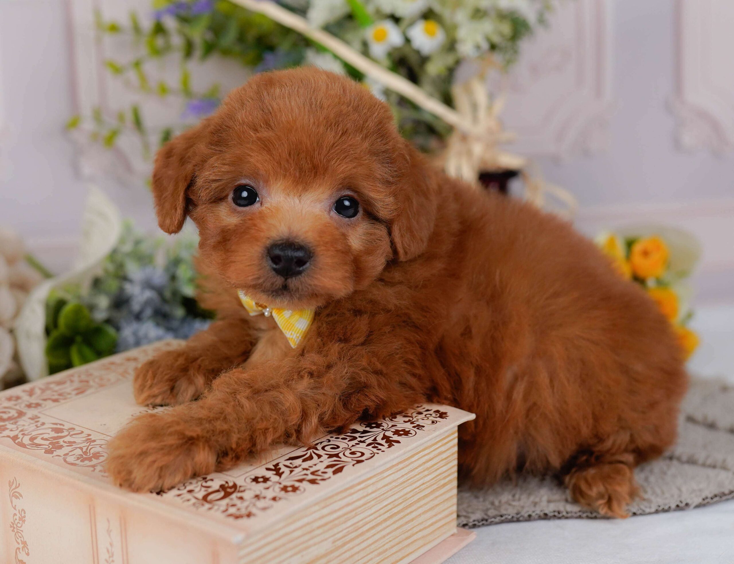 トイ・プードル | 女の子 | レッド | 2026年2月2日