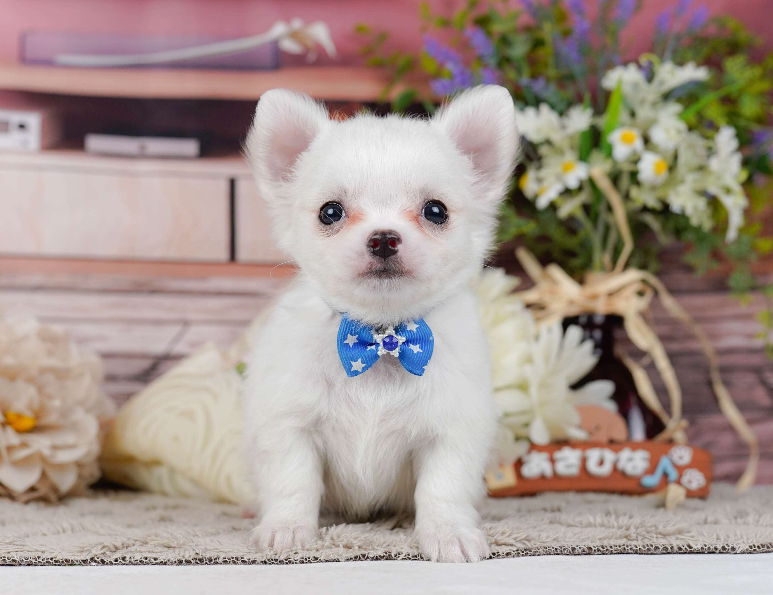 チワワ(ロング) | 男の子 | ホワイト | 2026年2月3日