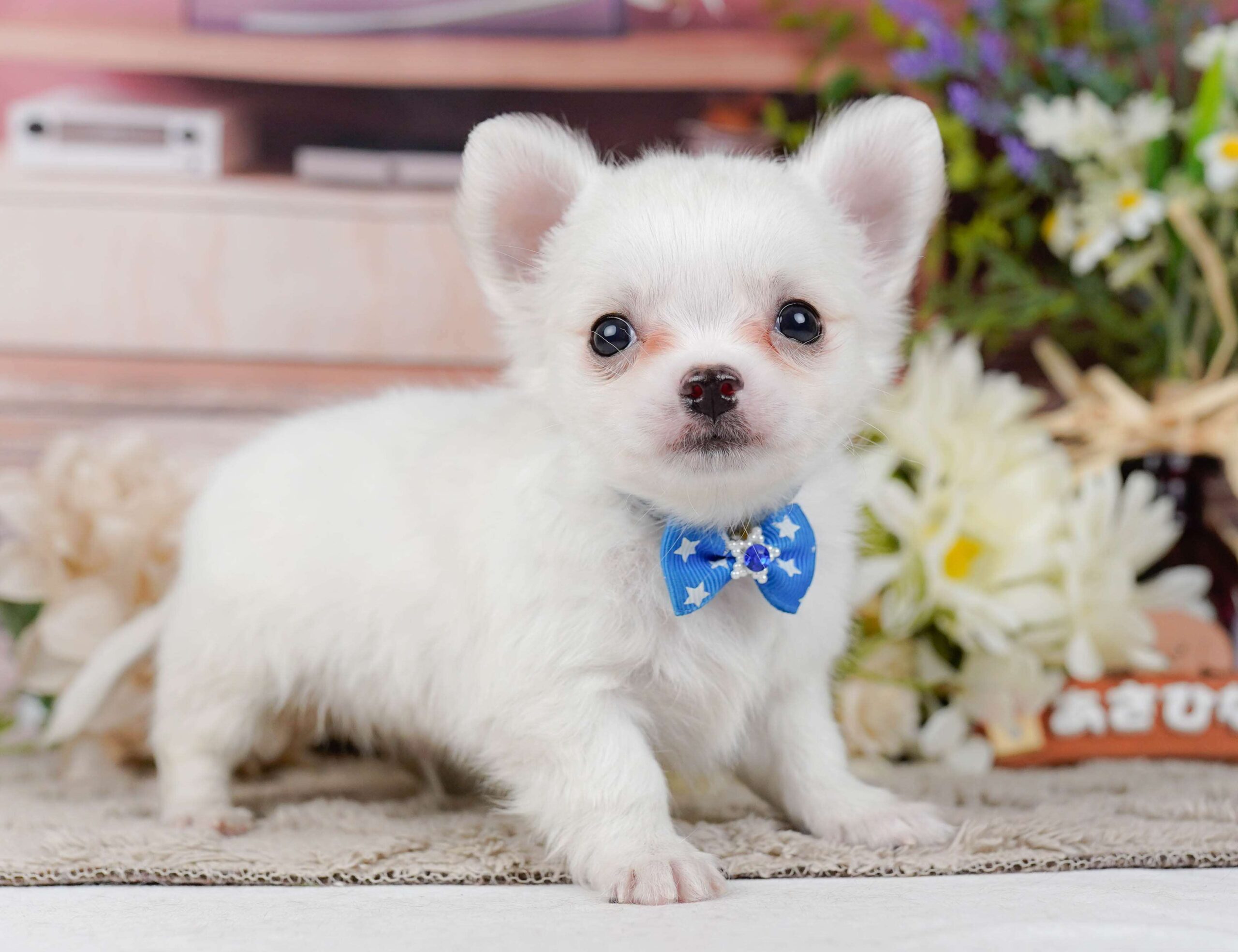 チワワ(ロング) | 男の子 | ホワイト | 2026年2月3日