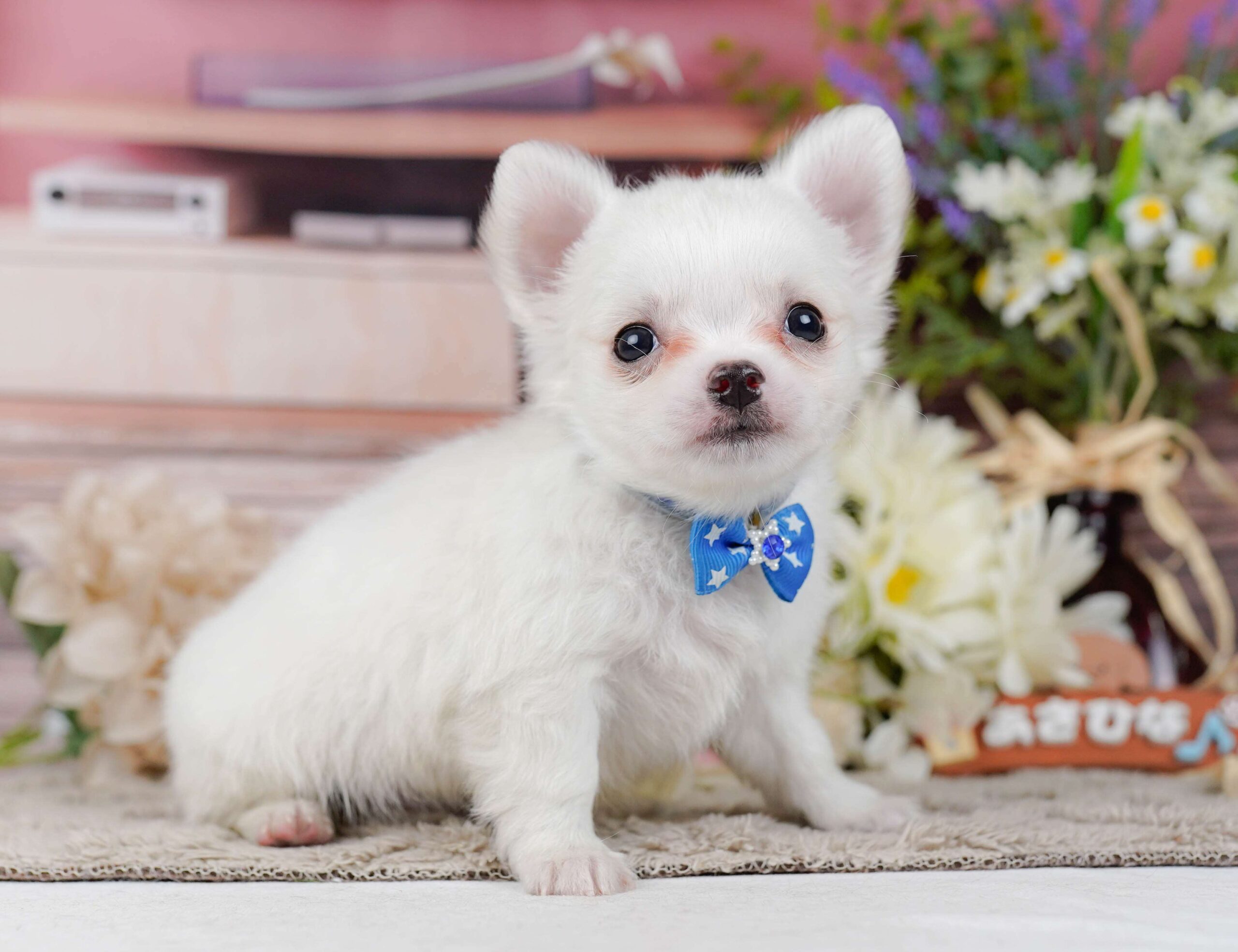 チワワ(ロング) | 男の子 | ホワイト | 2026年2月3日