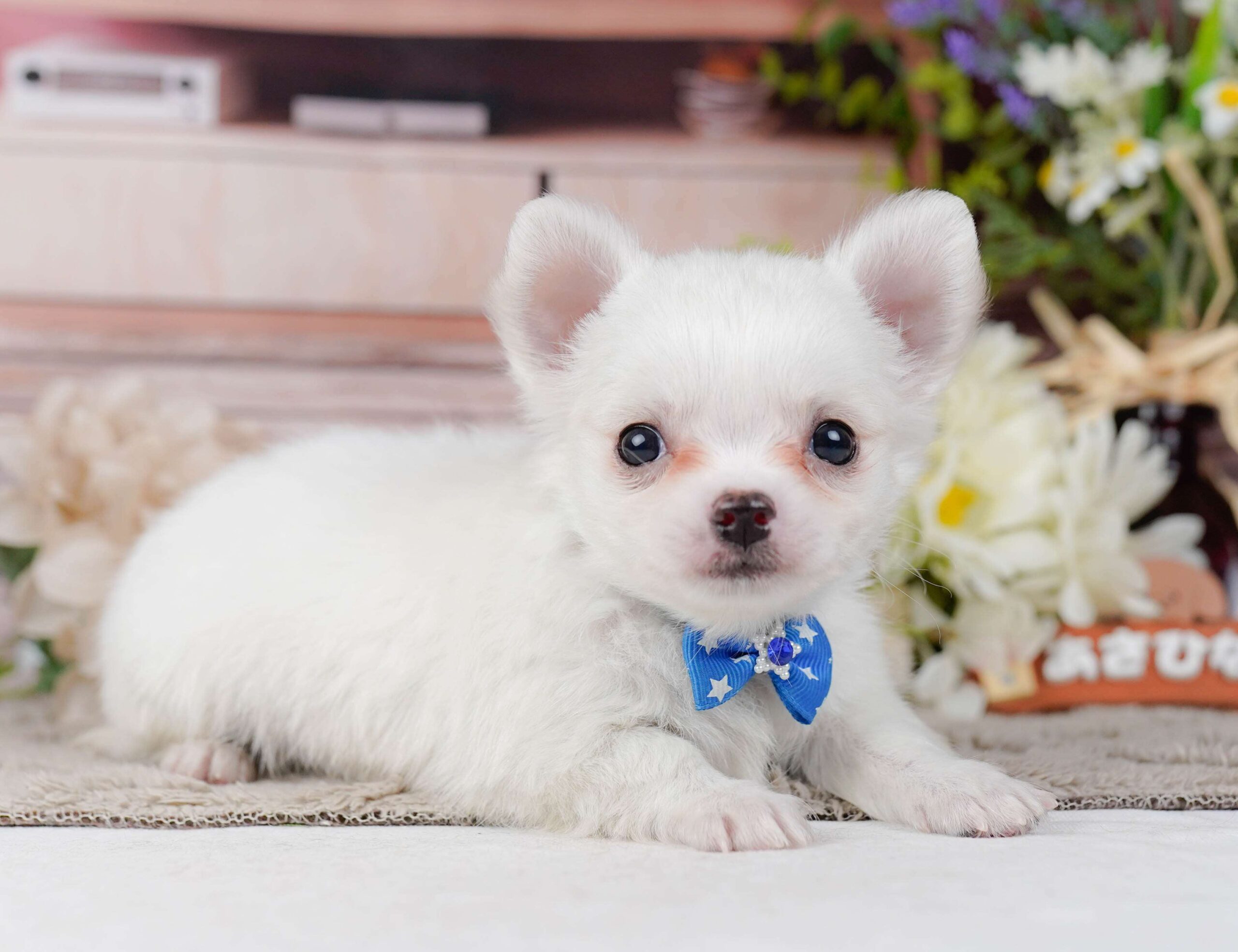 チワワ(ロング) | 男の子 | ホワイト | 2026年2月3日