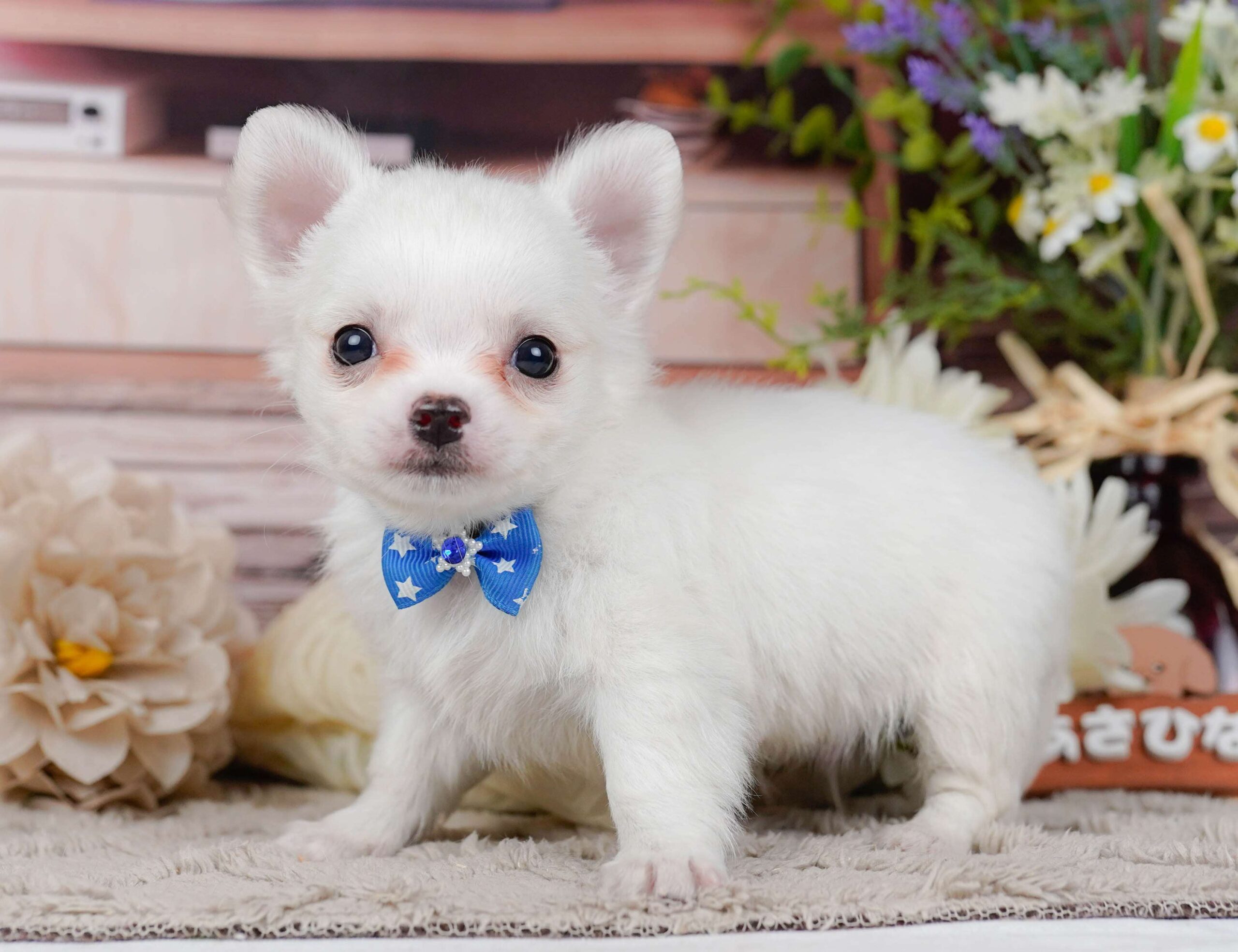 チワワ(ロング) | 男の子 | ホワイト | 2026年2月3日
