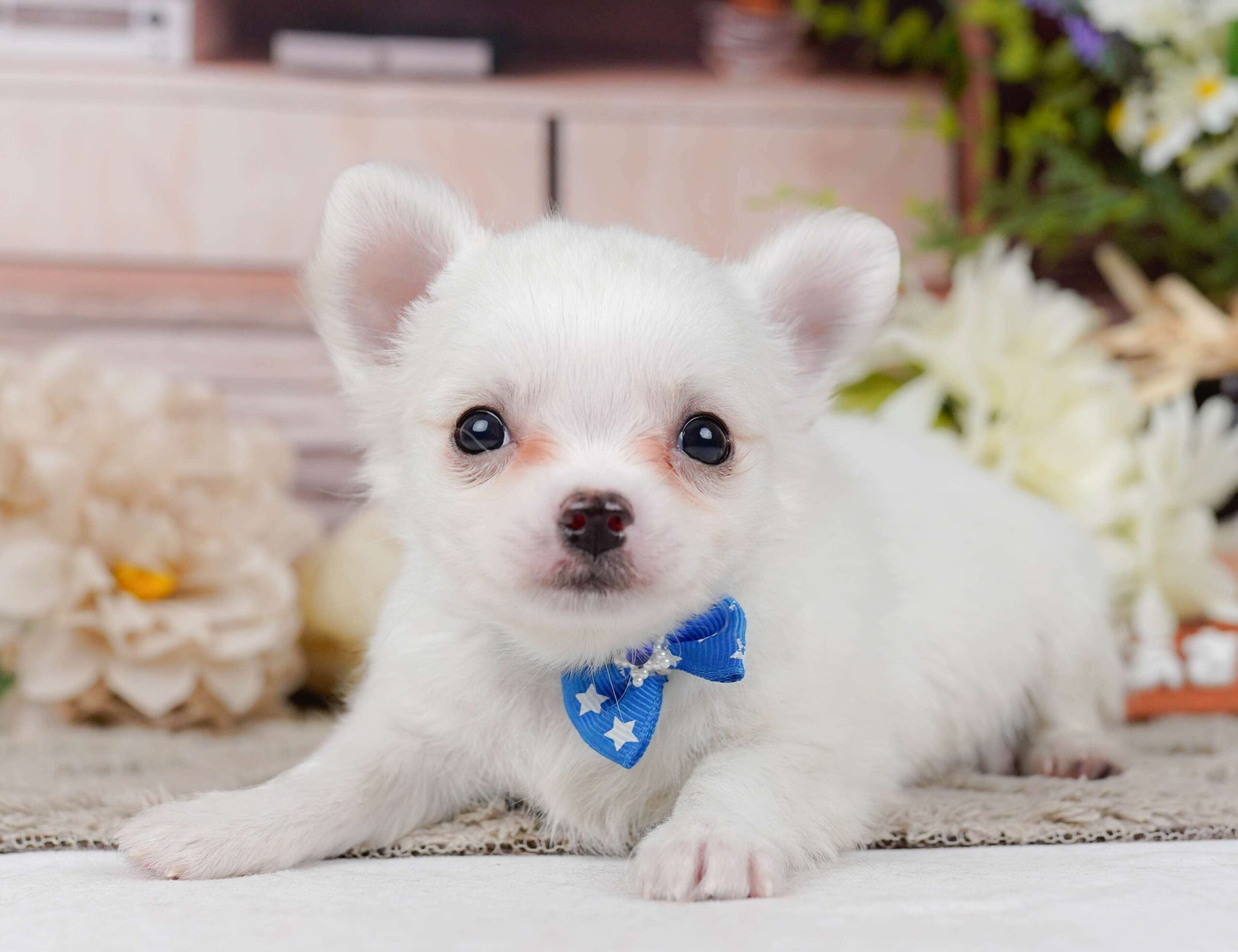 チワワ(ロング) | 男の子 | ホワイト | 2026年2月3日