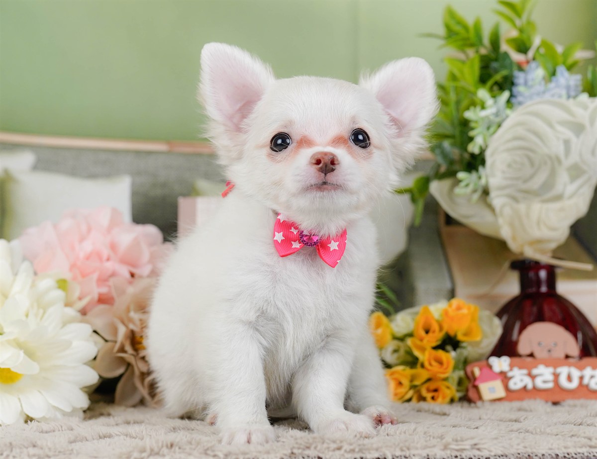 チワワ(ロング) | 女の子 | ホワイト | 2026年2月3日（ID:dog-200015434）