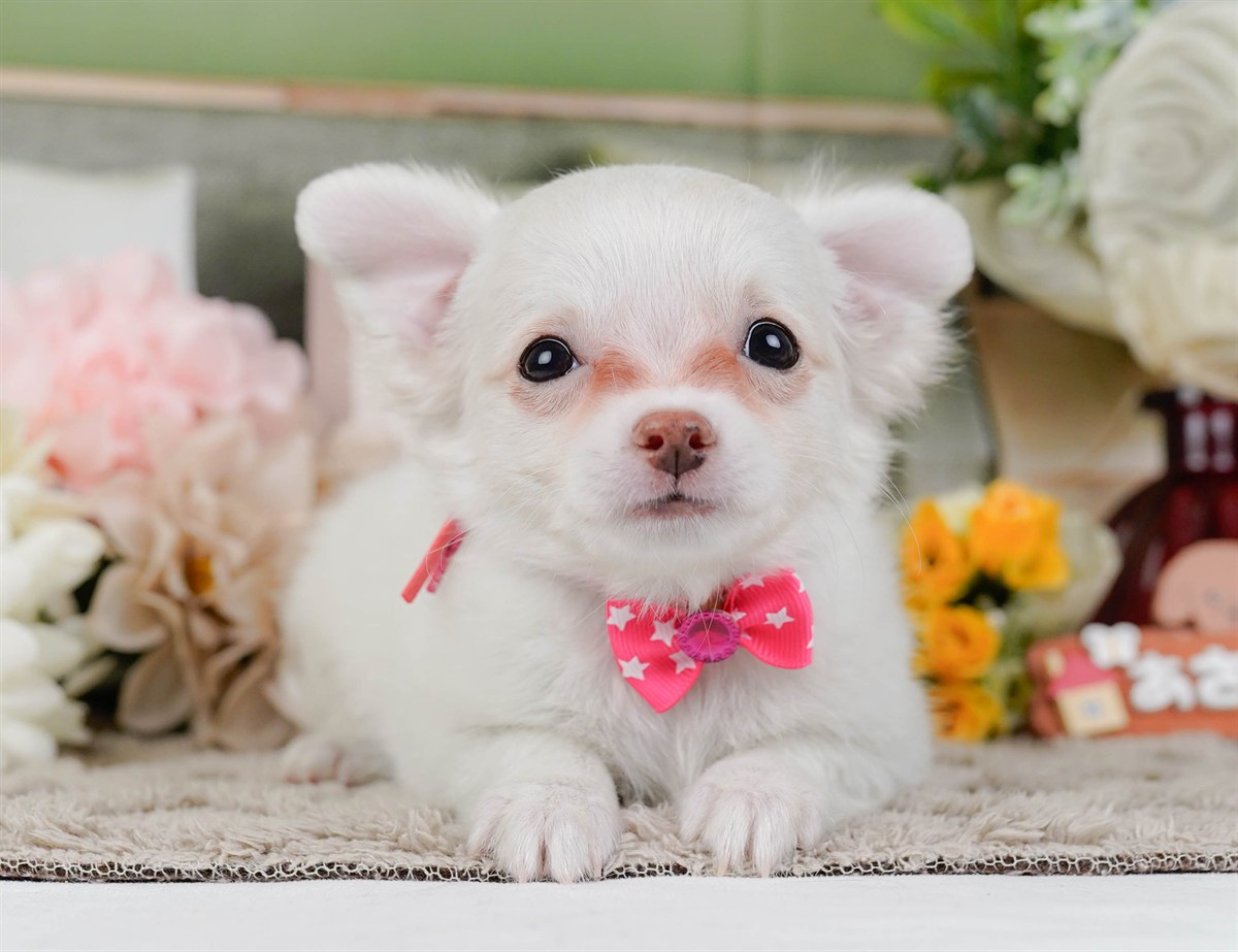 チワワ(ロング) | 女の子 | ホワイト | 2026年2月3日（ID:dog-200015434）