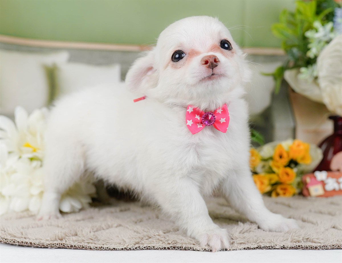 チワワ(ロング) | 女の子 | ホワイト | 2026年2月3日（ID:dog-200015434）