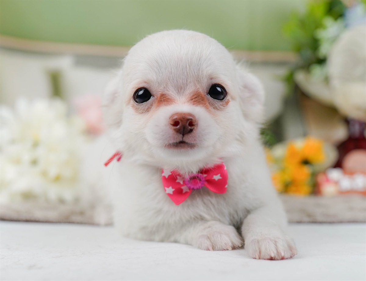 チワワ(ロング) | 女の子 | ホワイト | 2026年2月3日（ID:dog-200015434）