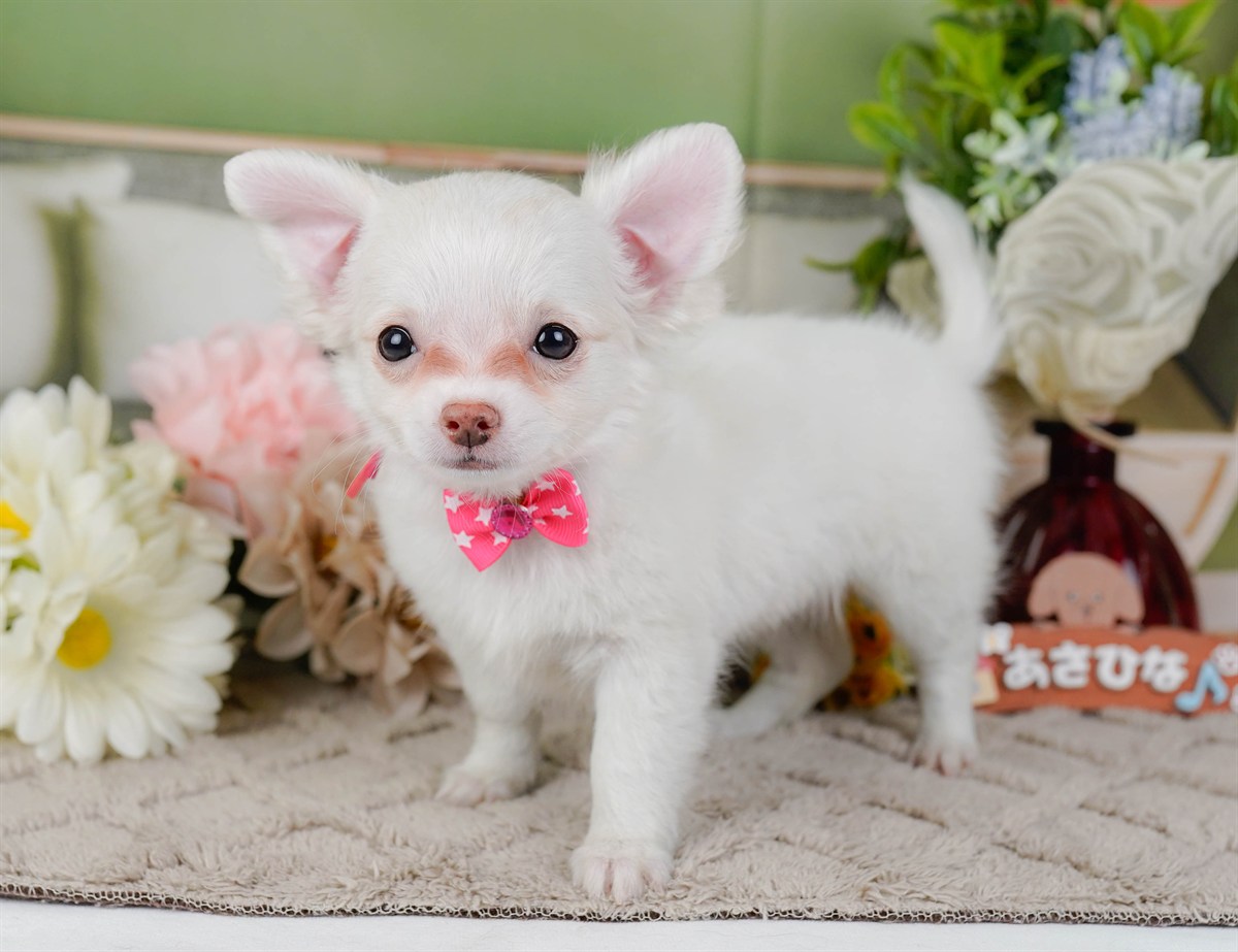 チワワ(ロング) | 女の子 | ホワイト | 2026年2月3日（ID:dog-200015434）