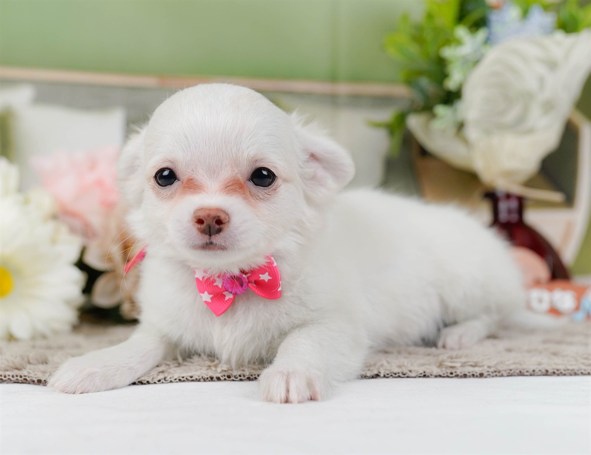 チワワ(ロング) | 女の子 | ホワイト | 2026年2月3日（ID:dog-200015434）