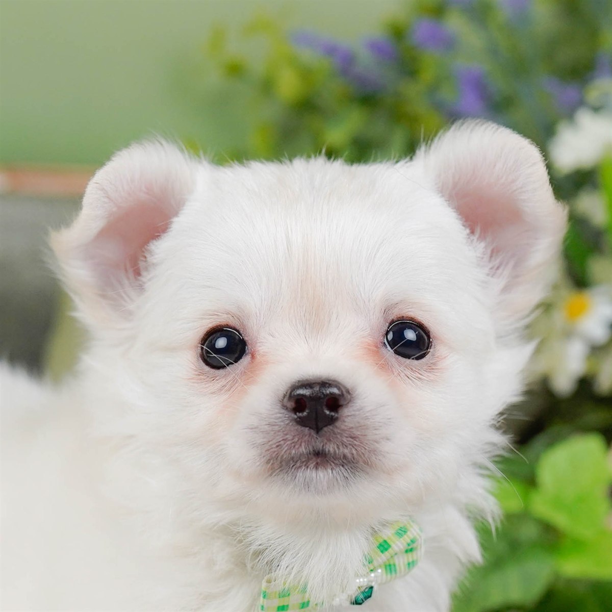 チワワ(ロング) | 男の子 | ホワイト | 2026年2月3日（ID:dog-200015435）