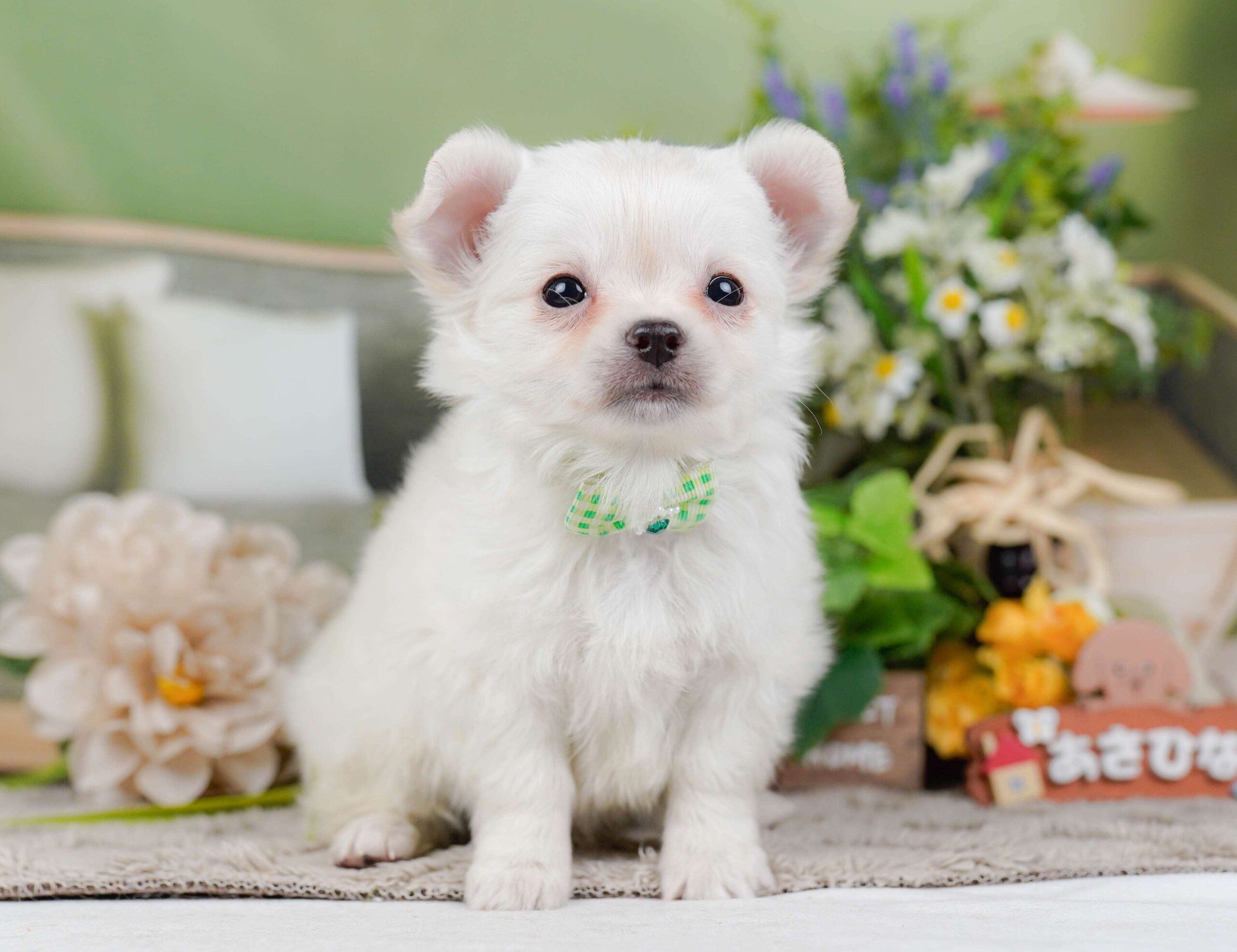 チワワ(ロング) | 男の子 | ホワイト | 2026年2月3日