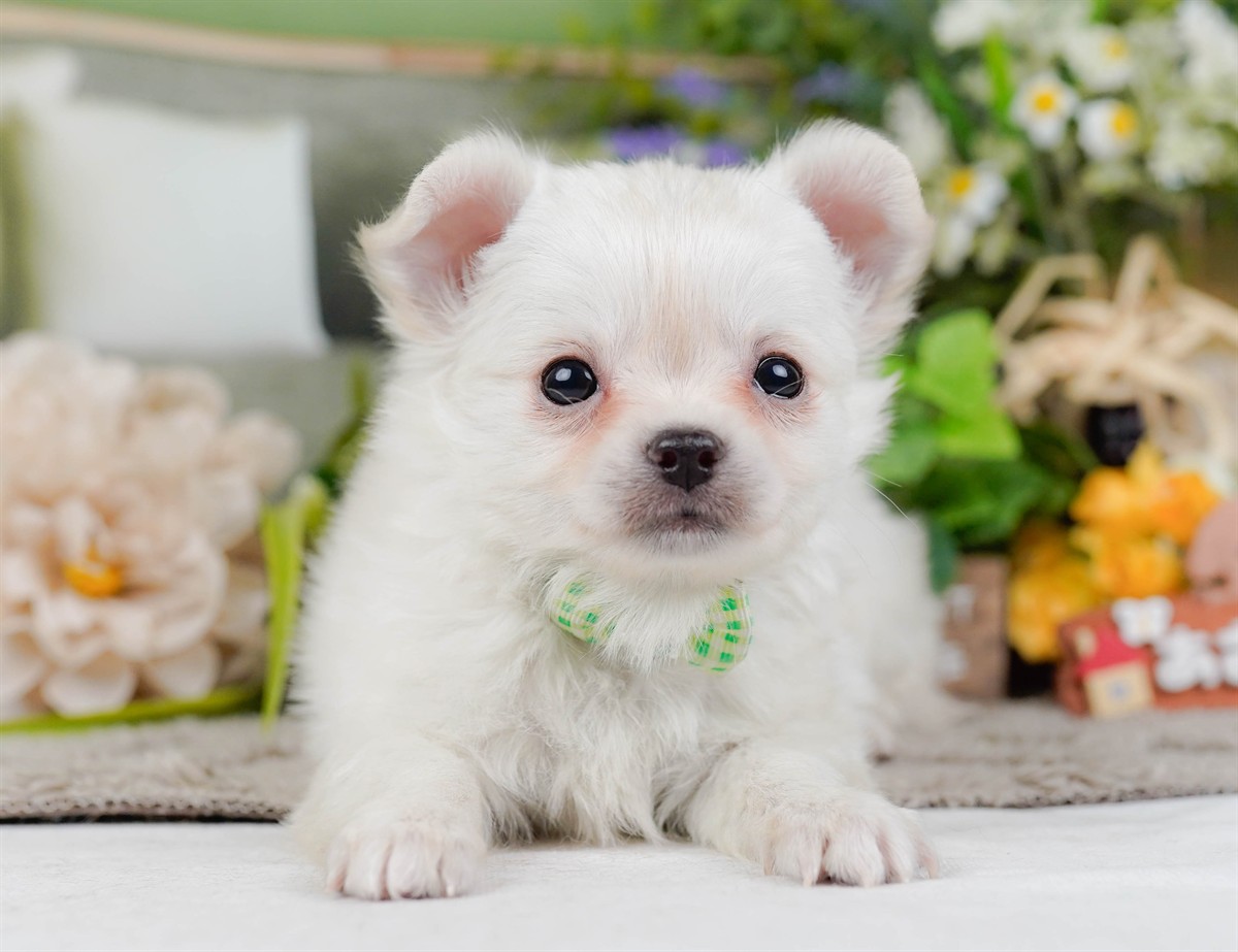 チワワ(ロング) | 男の子 | ホワイト | 2026年2月3日（ID:dog-200015435）