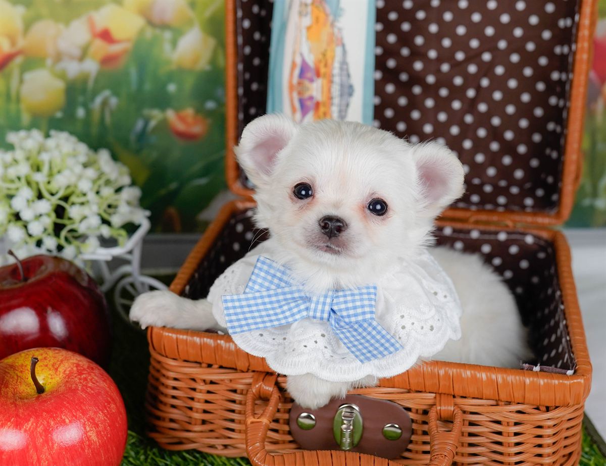 チワワ(ロング) | 男の子 | ホワイト | 2026年2月3日（ID:dog-200015435）