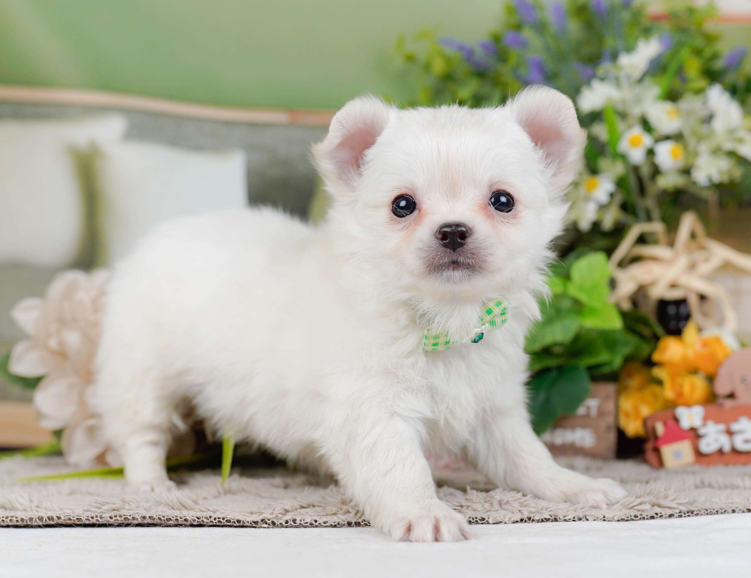 チワワ(ロング) | 男の子 | ホワイト | 2026年2月3日