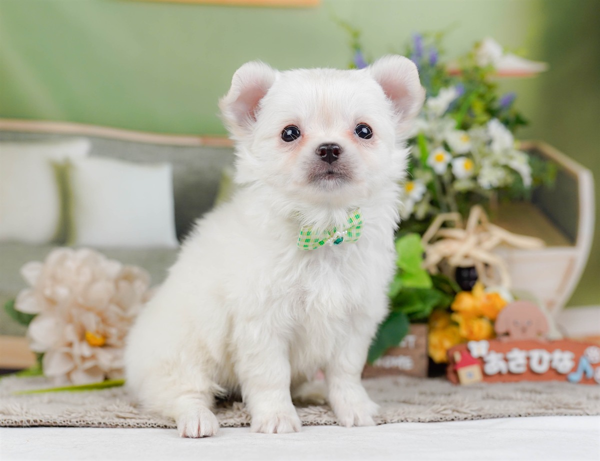 チワワ(ロング) | 男の子 | ホワイト | 2026年2月3日（ID:dog-200015435）