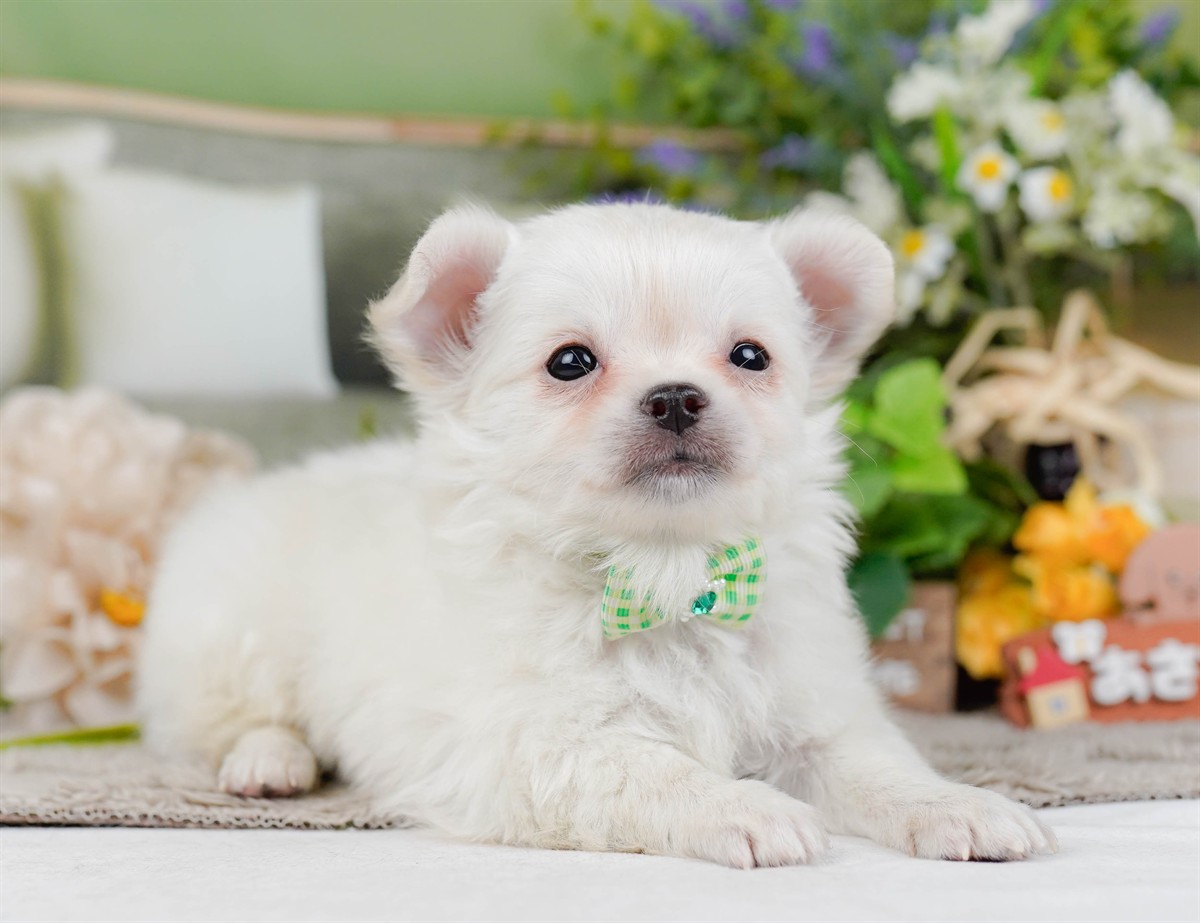 チワワ(ロング) | 男の子 | ホワイト | 2026年2月3日（ID:dog-200015435）