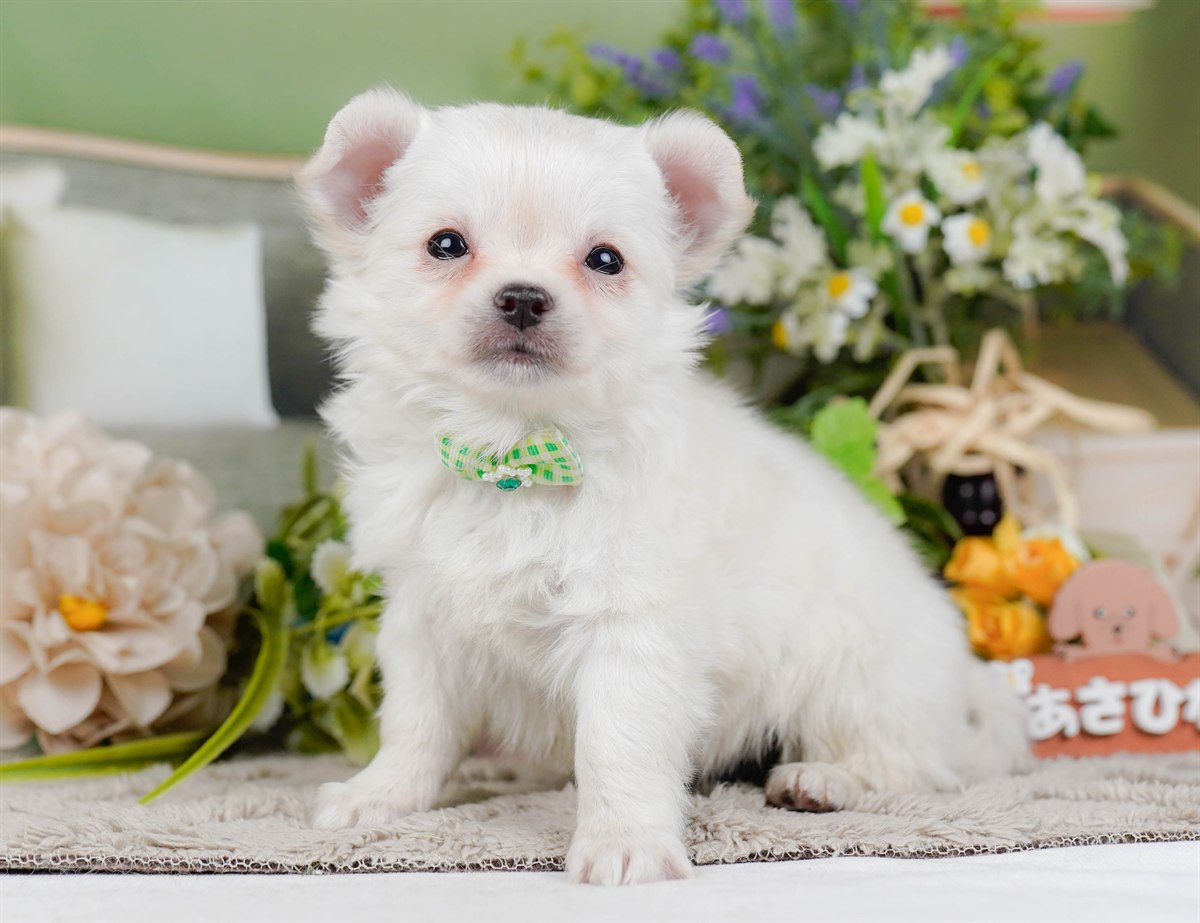 チワワ(ロング) | 男の子 | ホワイト | 2026年2月3日（ID:dog-200015435）