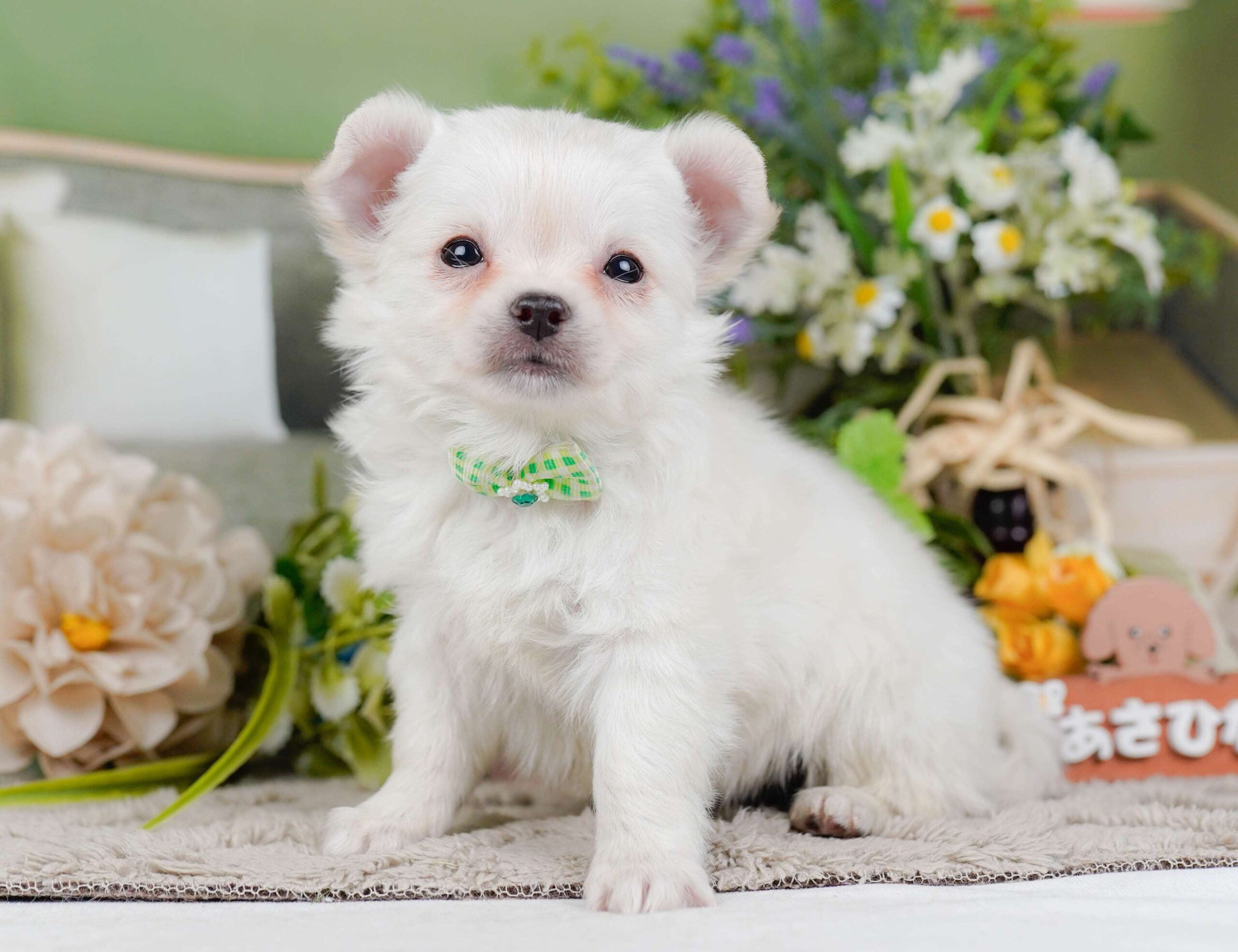 チワワ(ロング) | 男の子 | ホワイト | 2026年2月3日