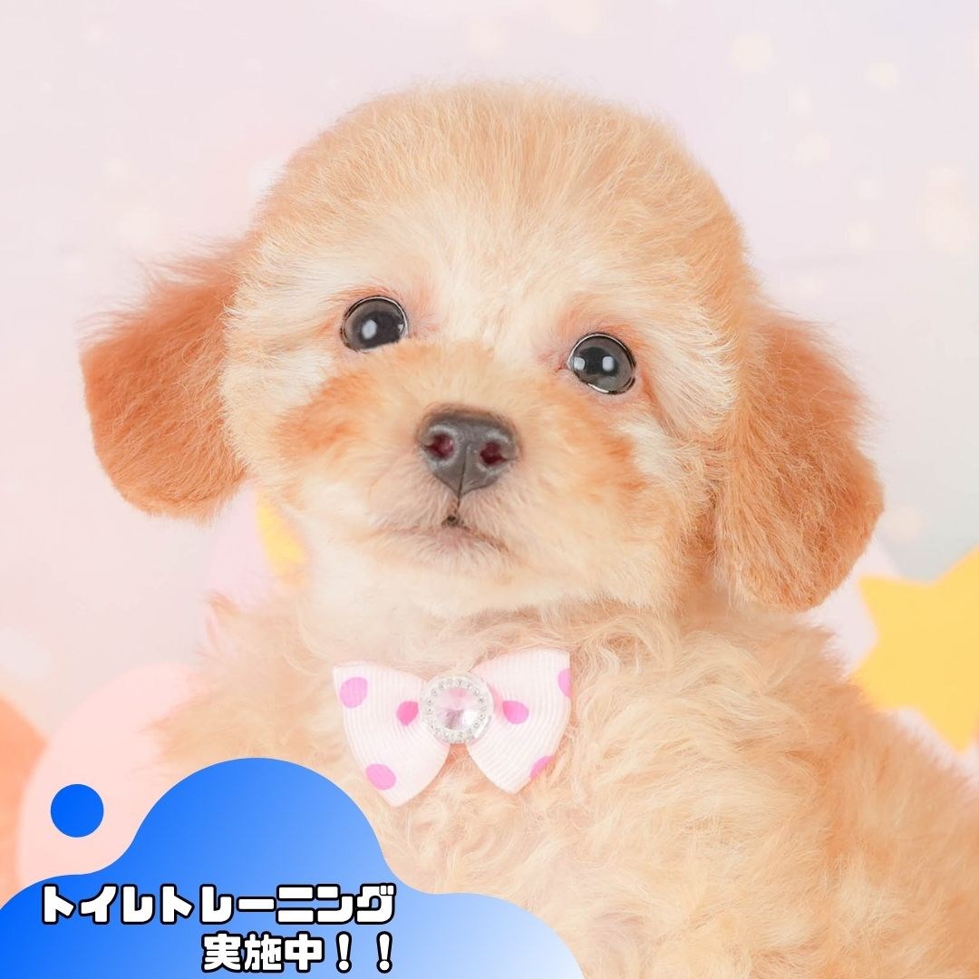 トイ・プードル | 女の子 | アプリコット | 2026年2月3日（ID:dog-200015437）