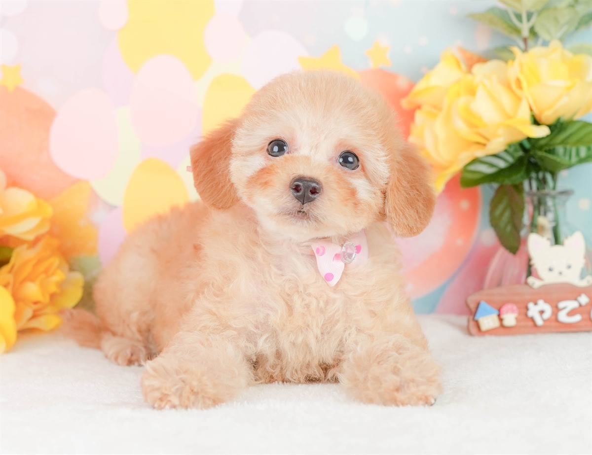 トイ・プードル | 女の子 | アプリコット | 2026年2月3日（ID:dog-200015437）