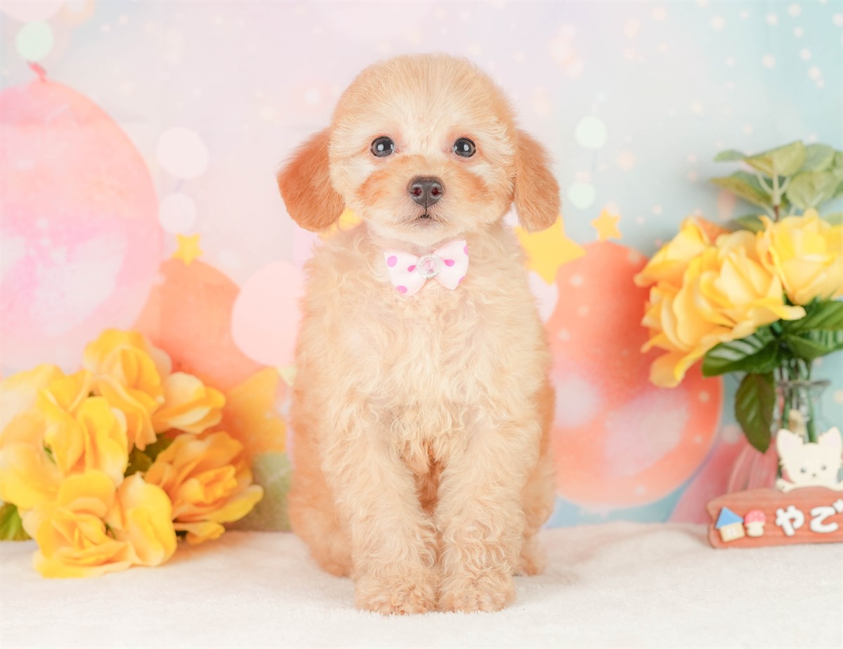 トイ・プードル | 女の子 | アプリコット | 2026年2月3日（ID:dog-200015437）
