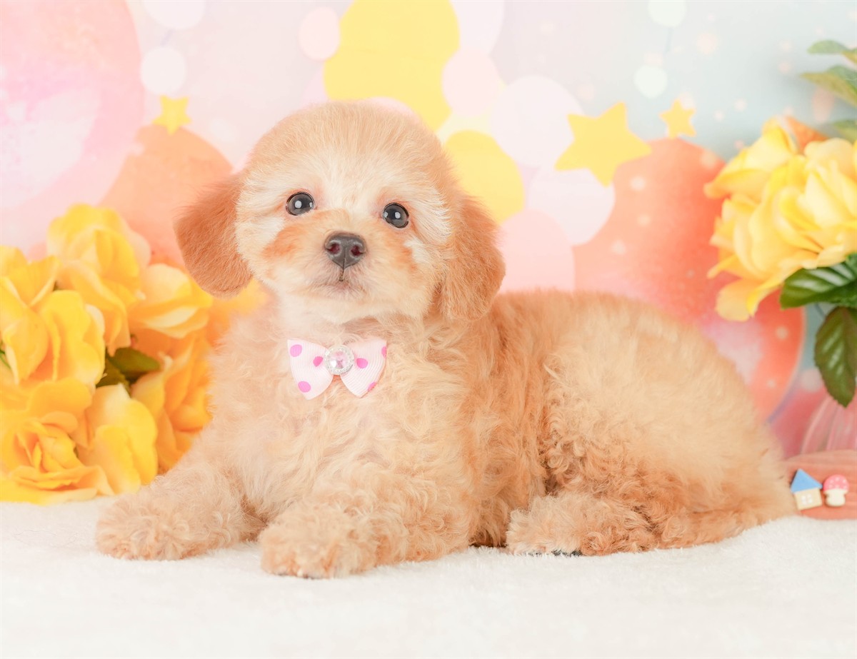 トイ・プードル | 女の子 | アプリコット | 2026年2月3日（ID:dog-200015437）