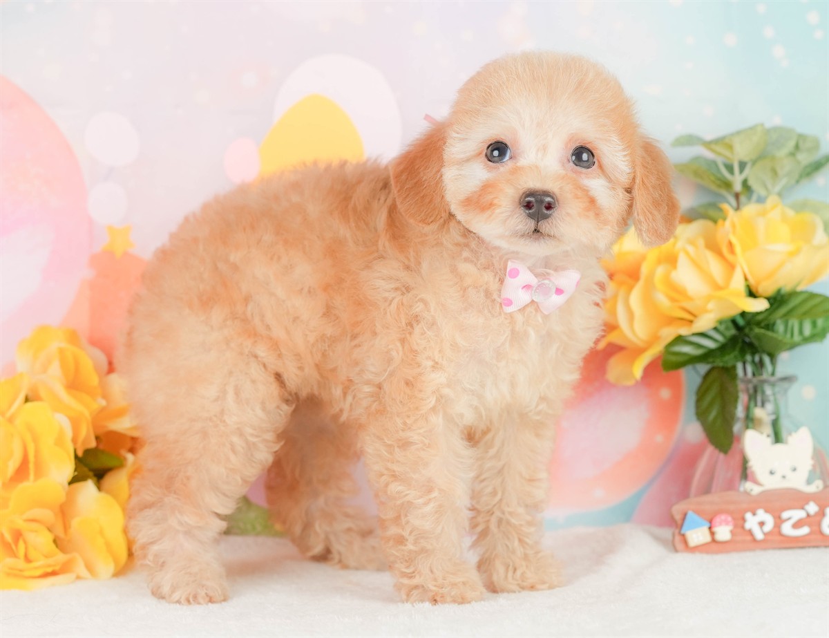 トイ・プードル | 女の子 | アプリコット | 2026年2月3日（ID:dog-200015437）
