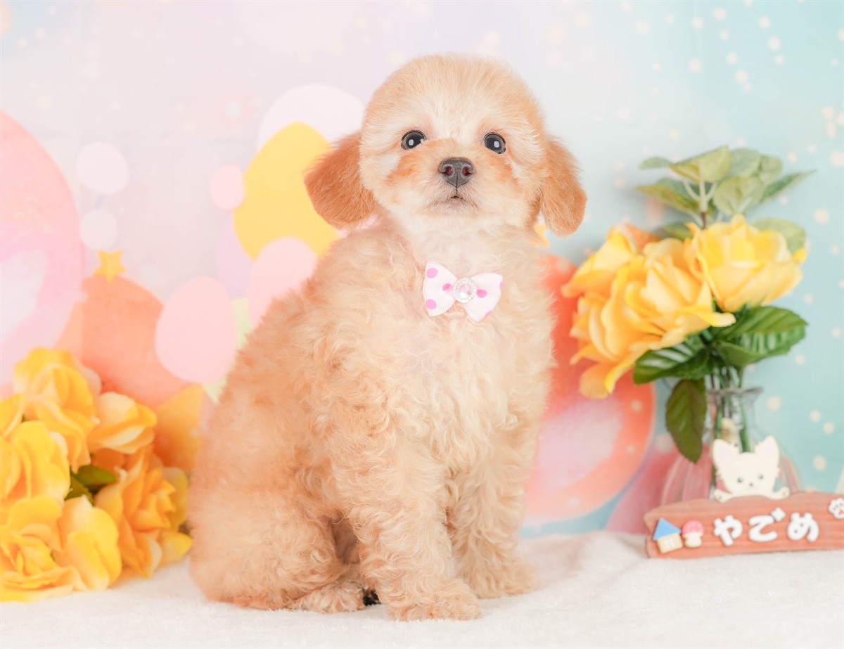 トイ・プードル | 女の子 | アプリコット | 2026年2月3日（ID:dog-200015437）