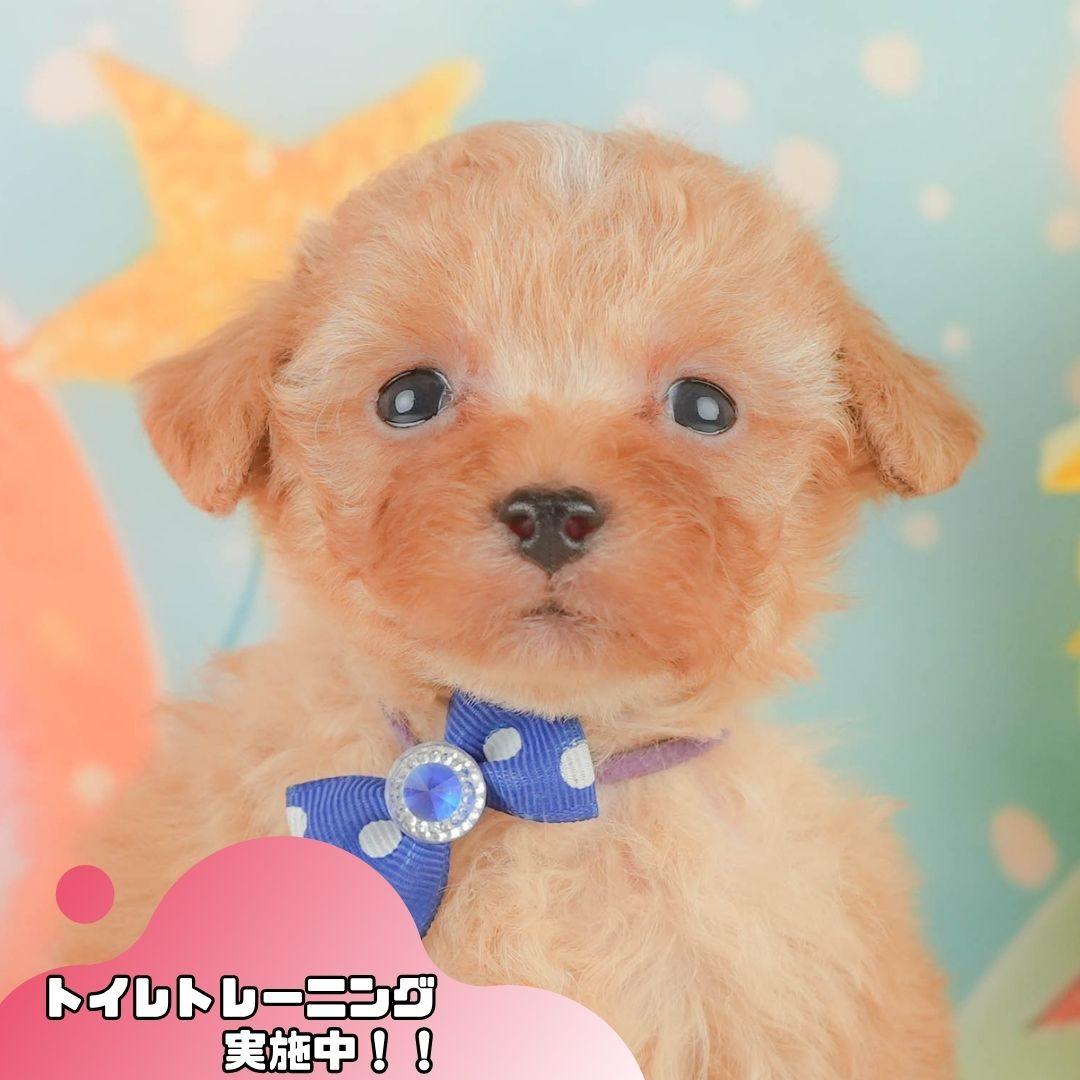 トイ・プードル | 男の子 | アプリコット | 2026年2月3日
