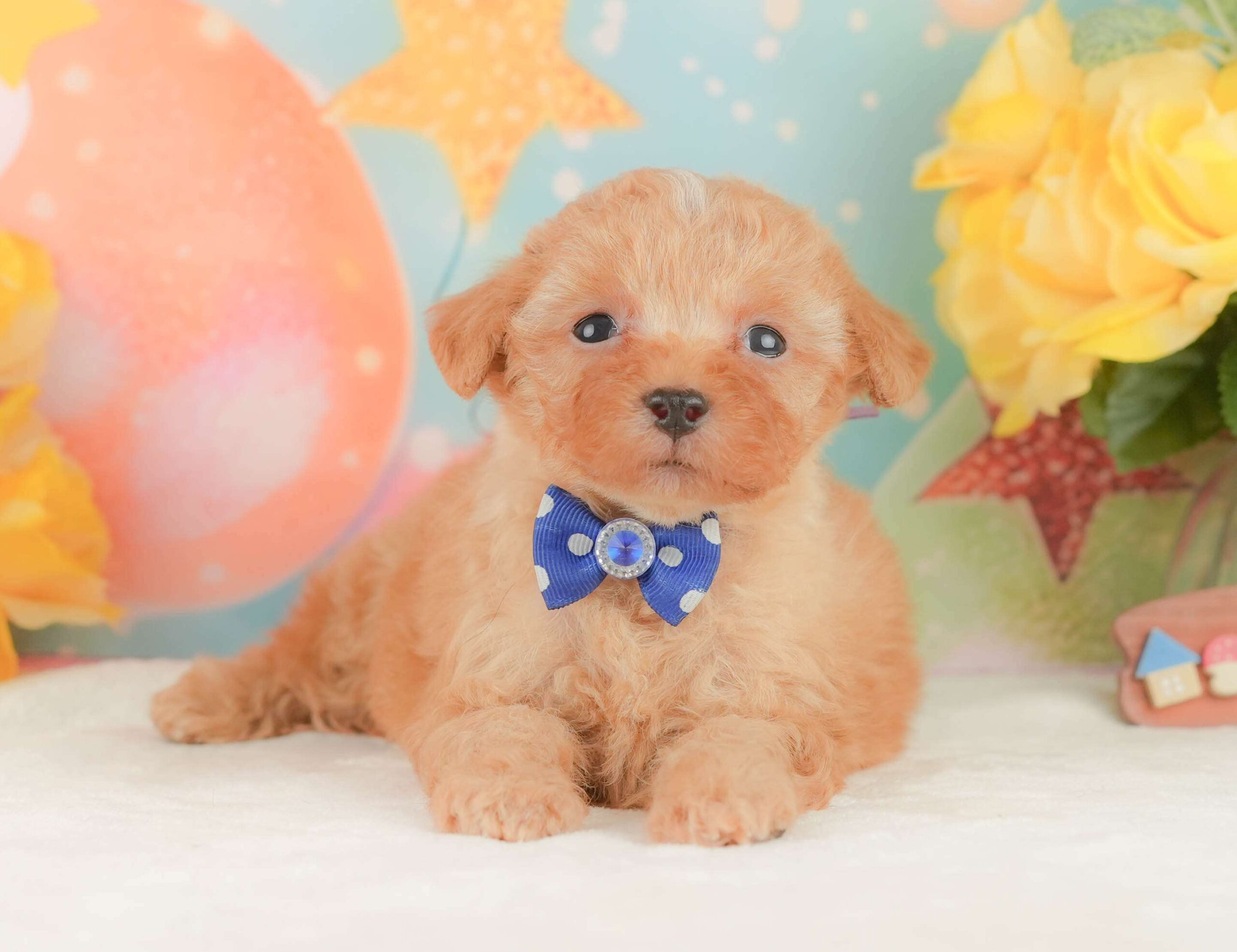 トイ・プードル | 男の子 | アプリコット | 2026年2月3日