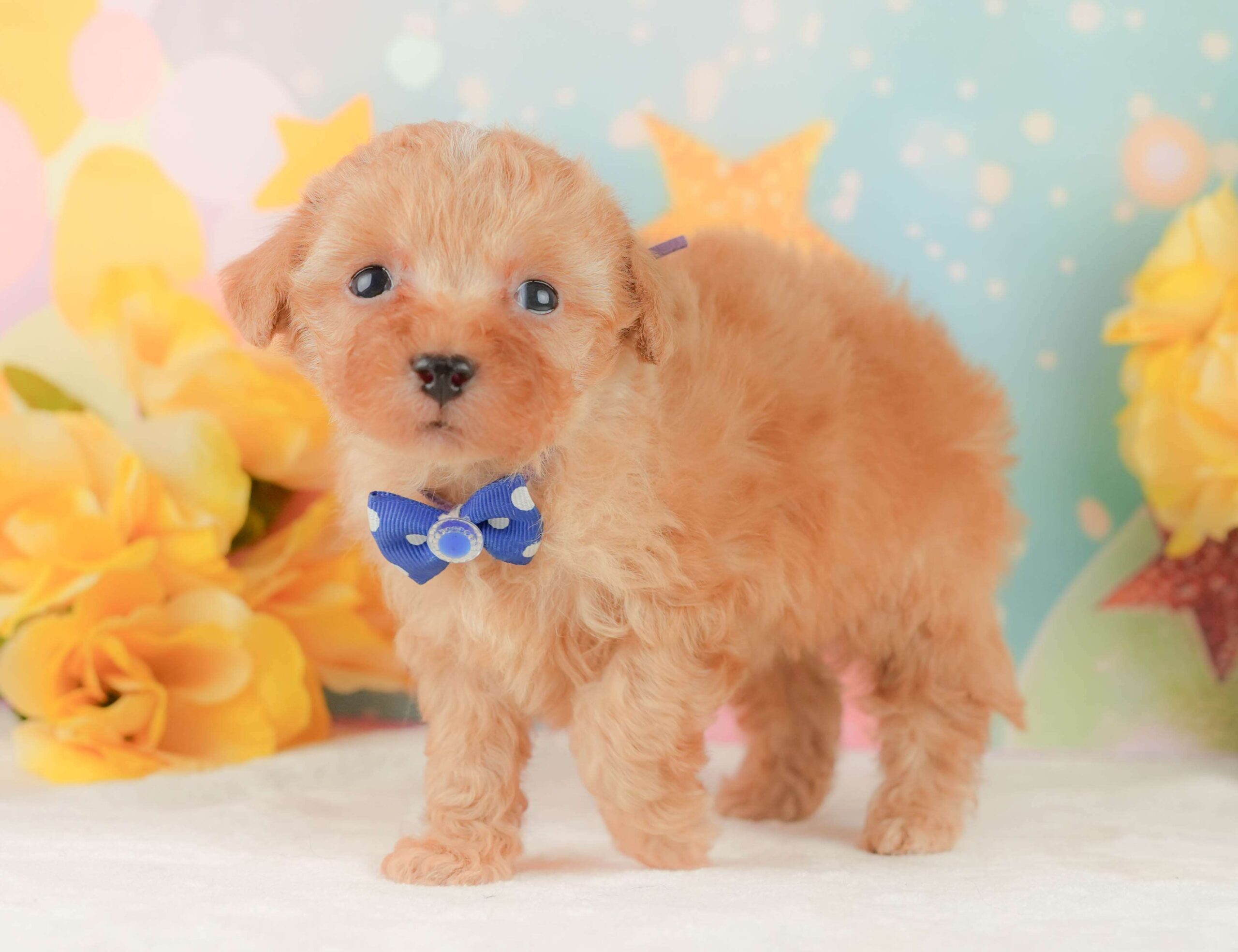 トイ・プードル | 男の子 | アプリコット | 2026年2月3日