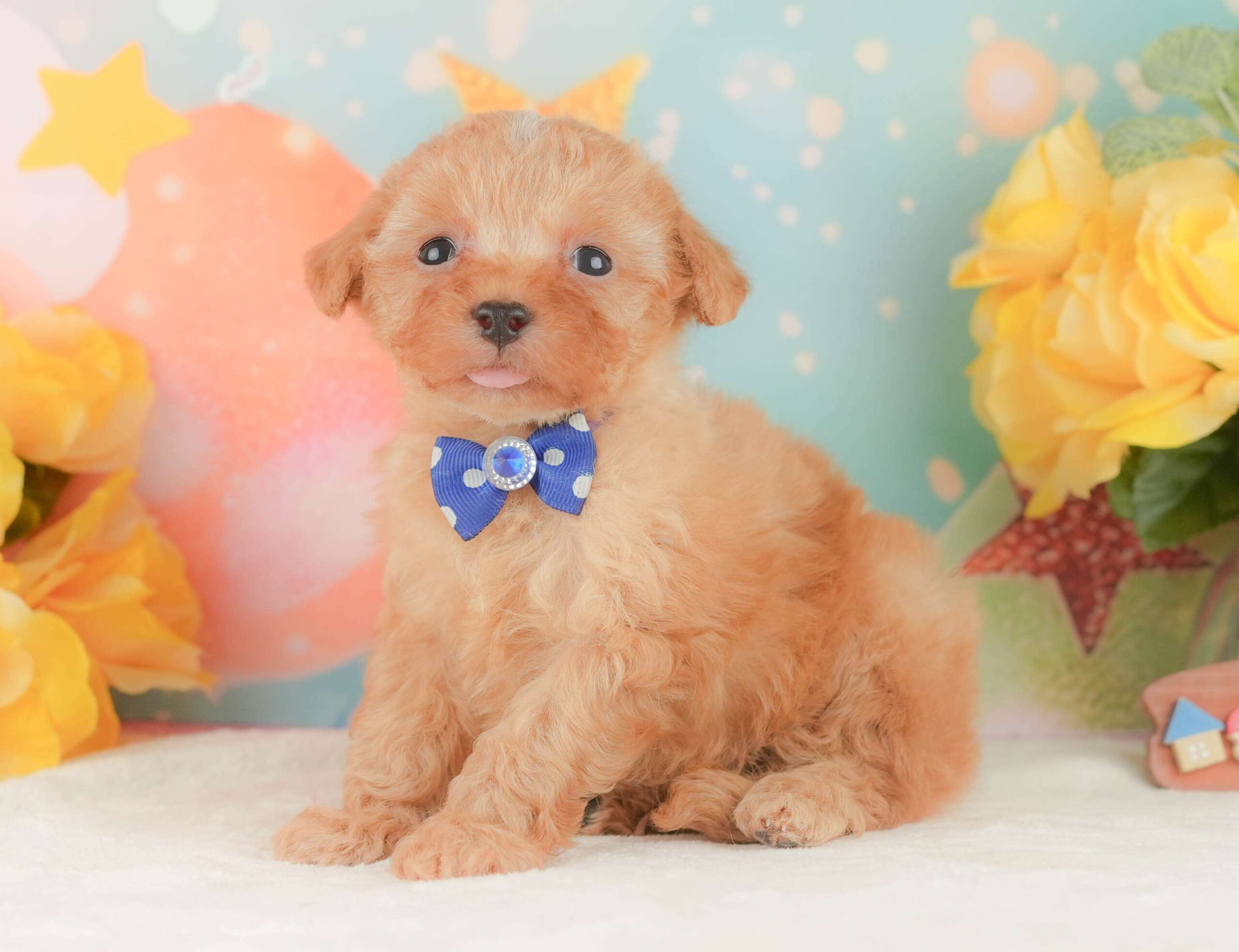 トイ・プードル | 男の子 | アプリコット | 2026年2月3日