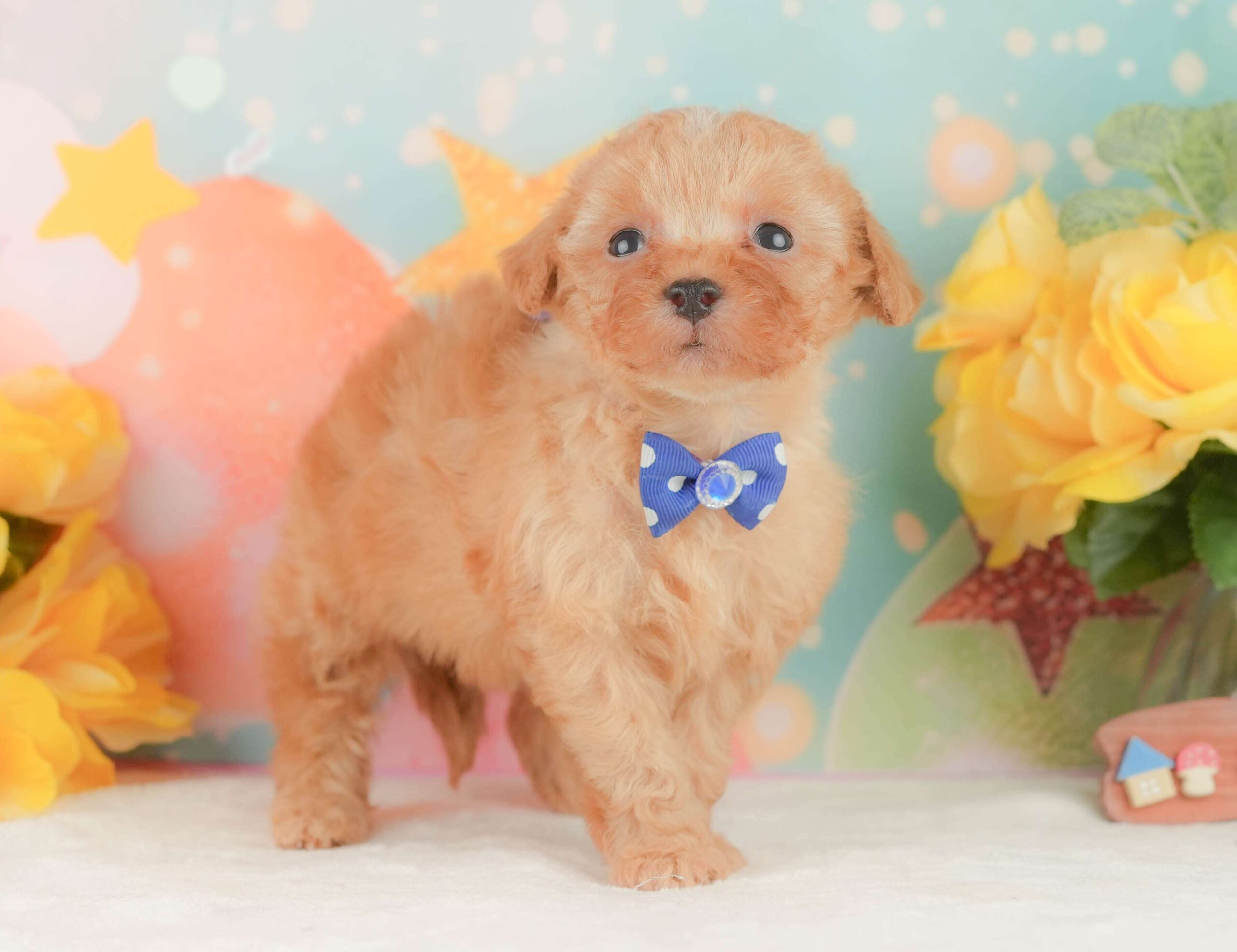 トイ・プードル | 男の子 | アプリコット | 2026年2月3日