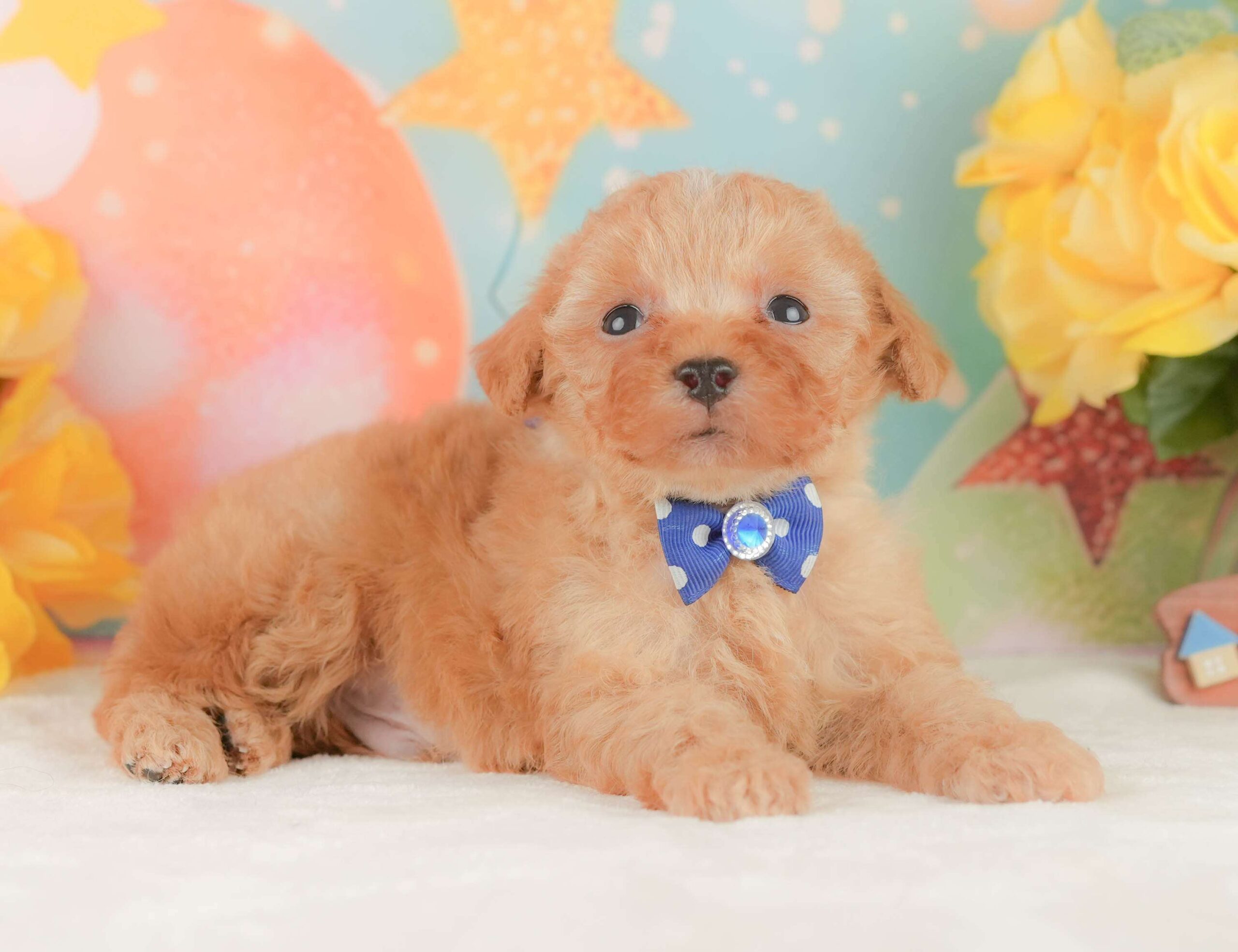 トイ・プードル | 男の子 | アプリコット | 2026年2月3日