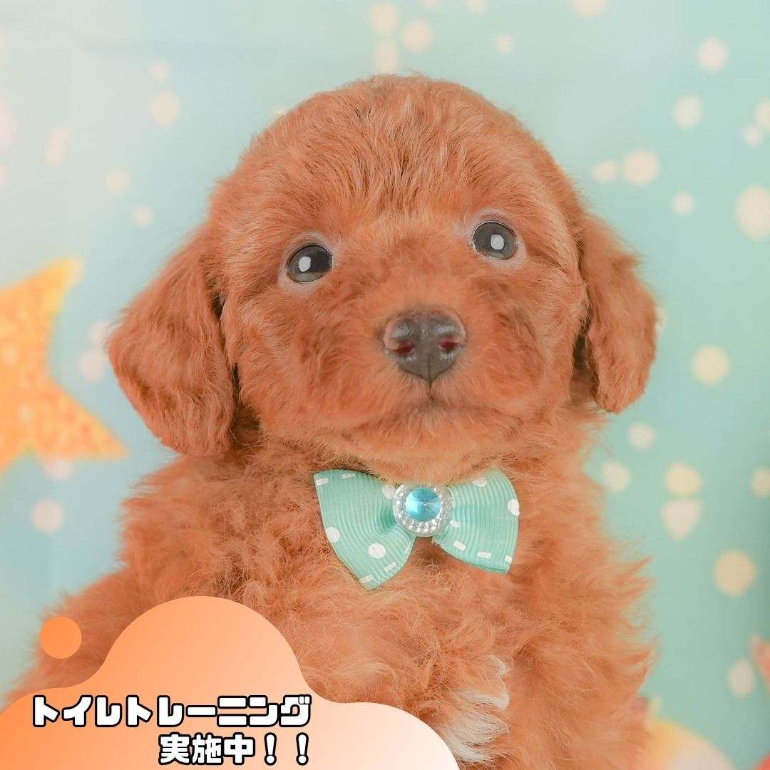 トイ・プードル | 男の子 | レッド | 2026年2月3日