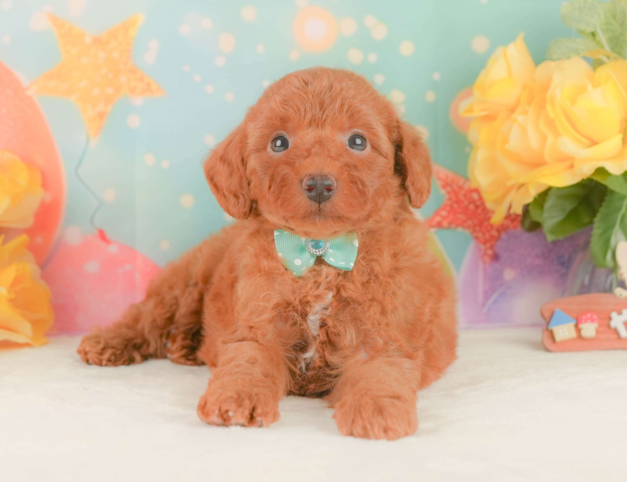 トイ・プードル | 男の子 | レッド | 2026年2月3日