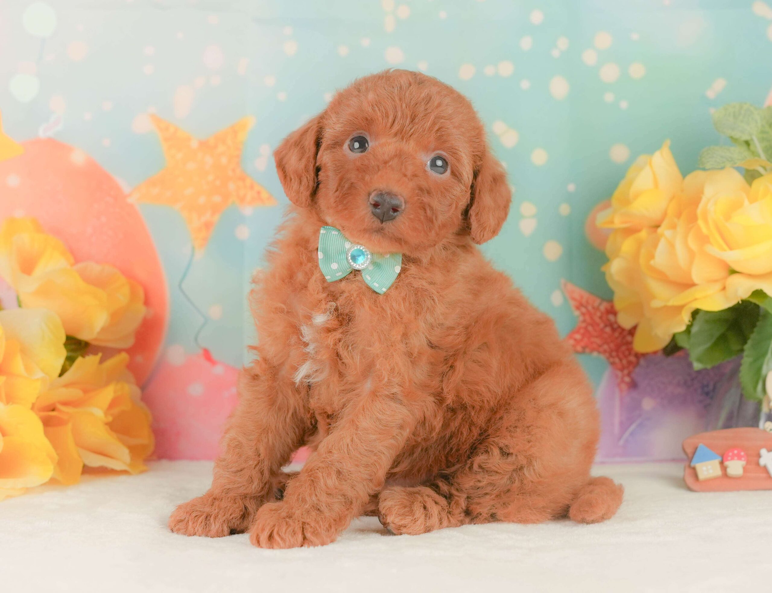 トイ・プードル | 男の子 | レッド | 2026年2月3日