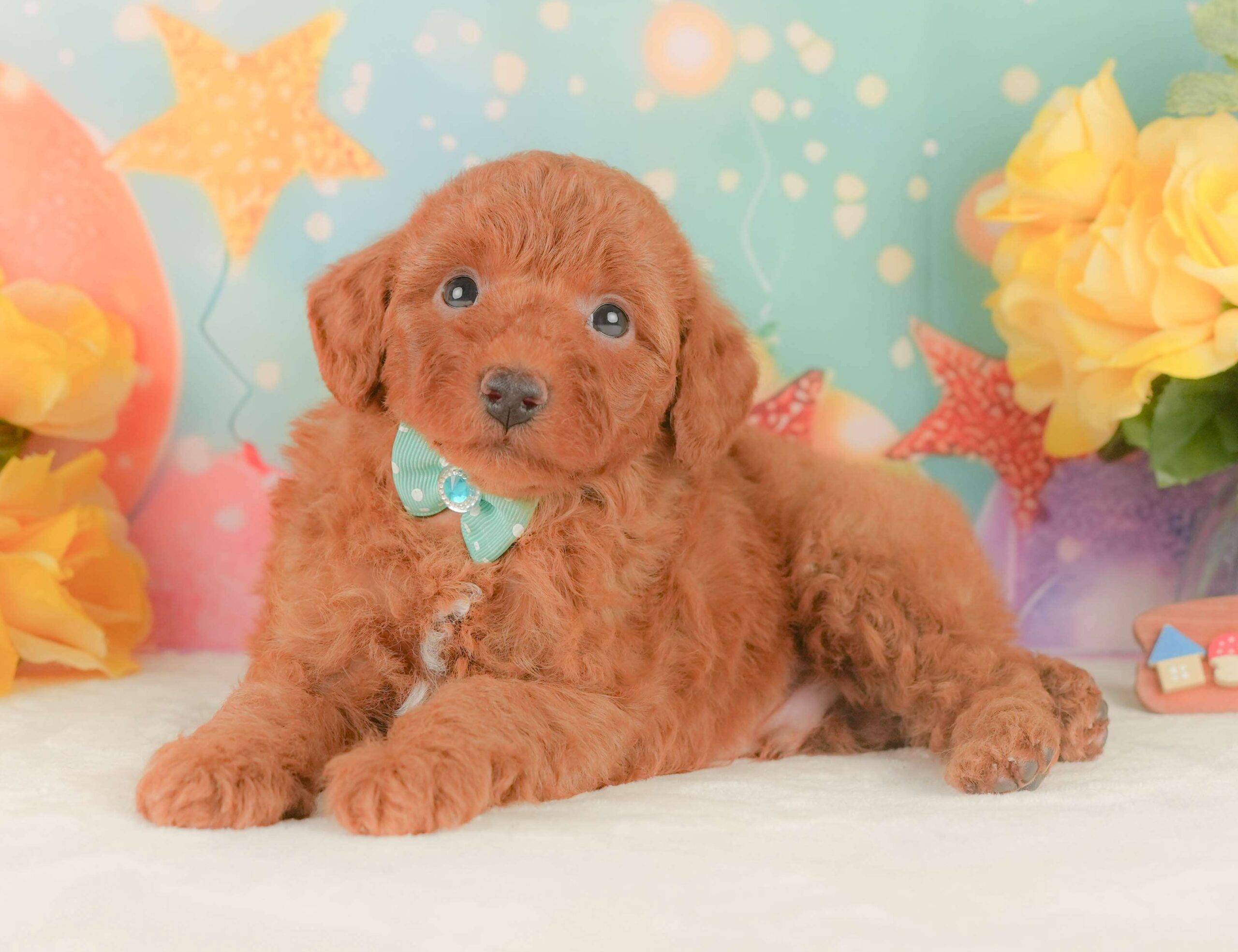 トイ・プードル | 男の子 | レッド | 2026年2月3日