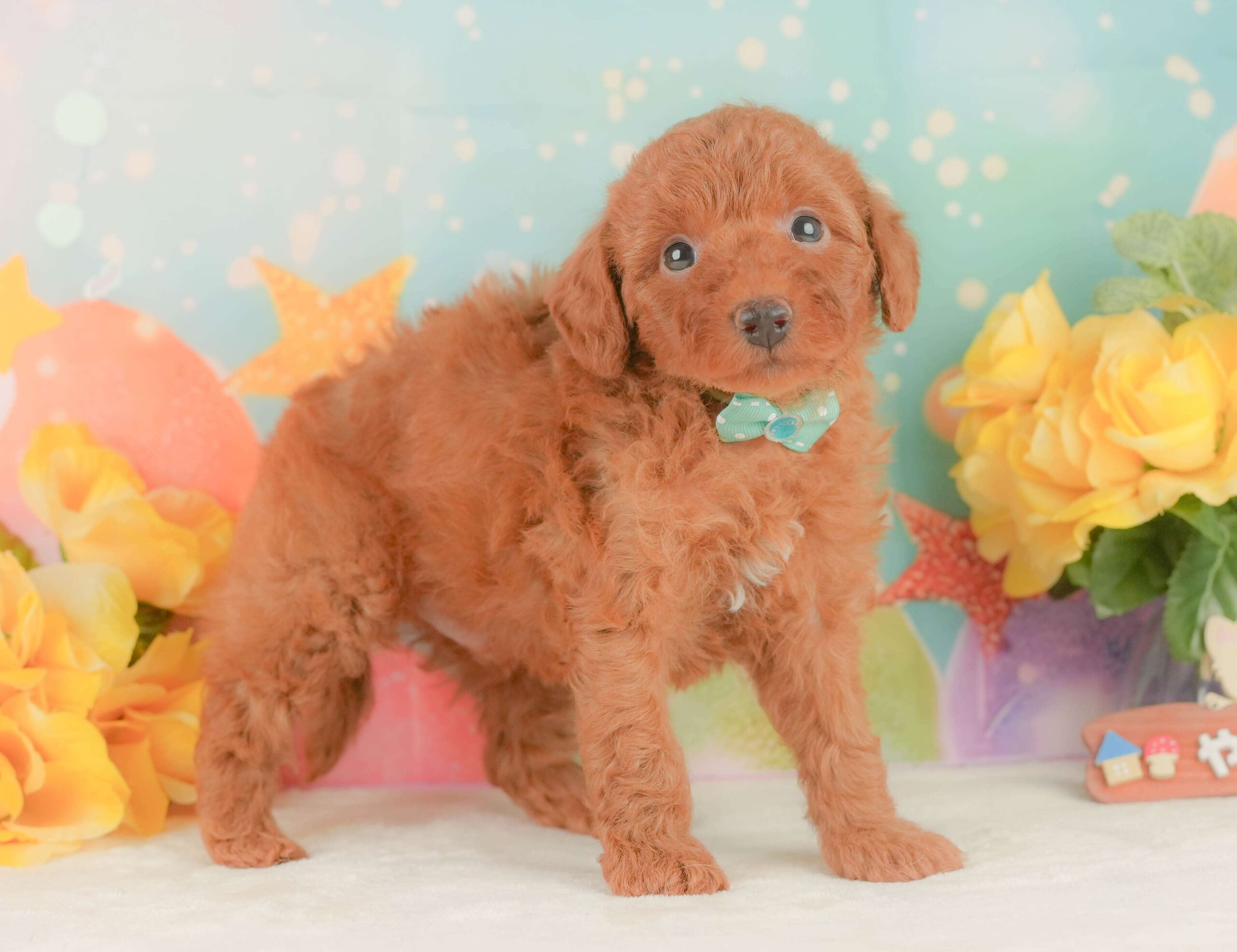 トイ・プードル | 男の子 | レッド | 2026年2月3日