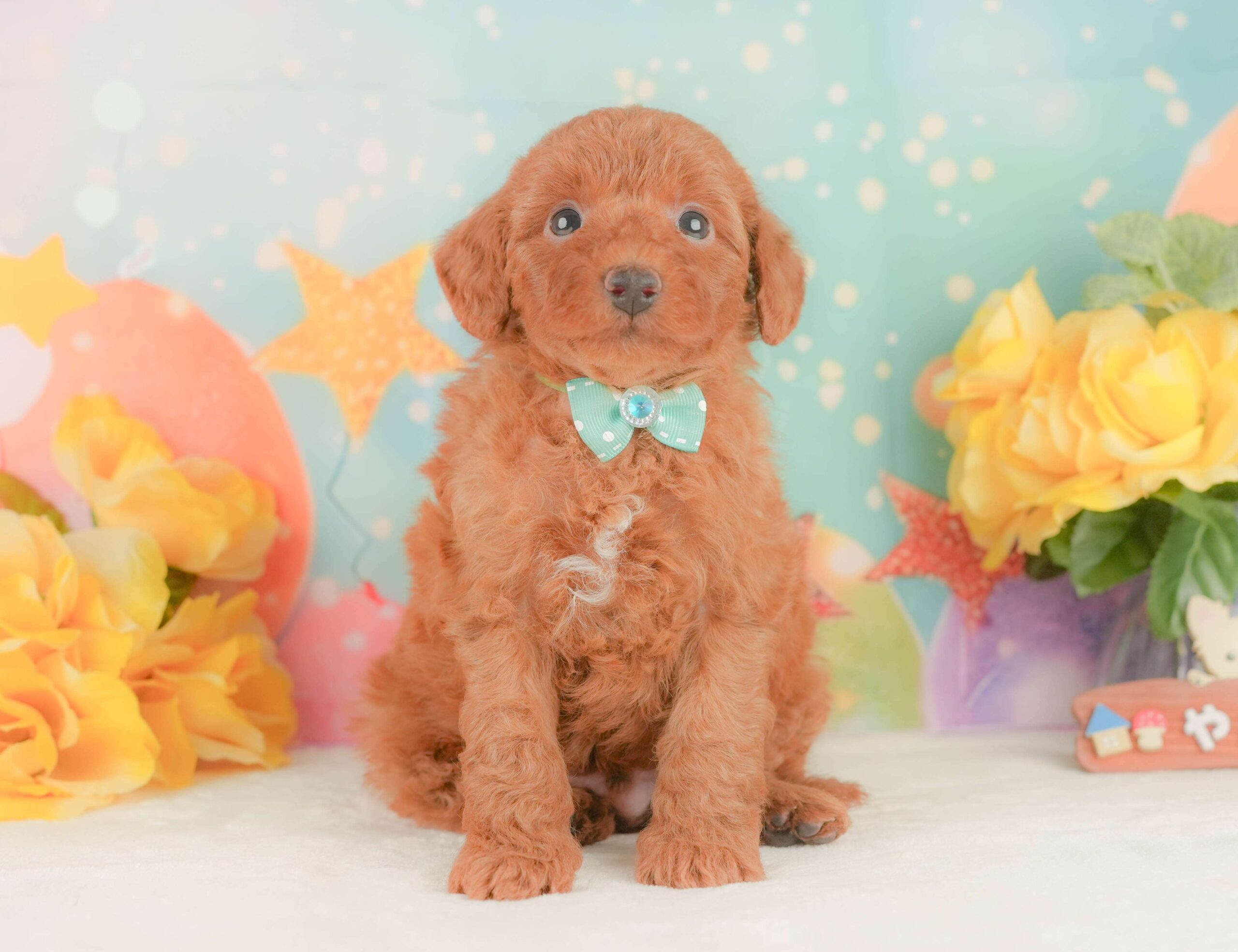 トイ・プードル | 男の子 | レッド | 2026年2月3日