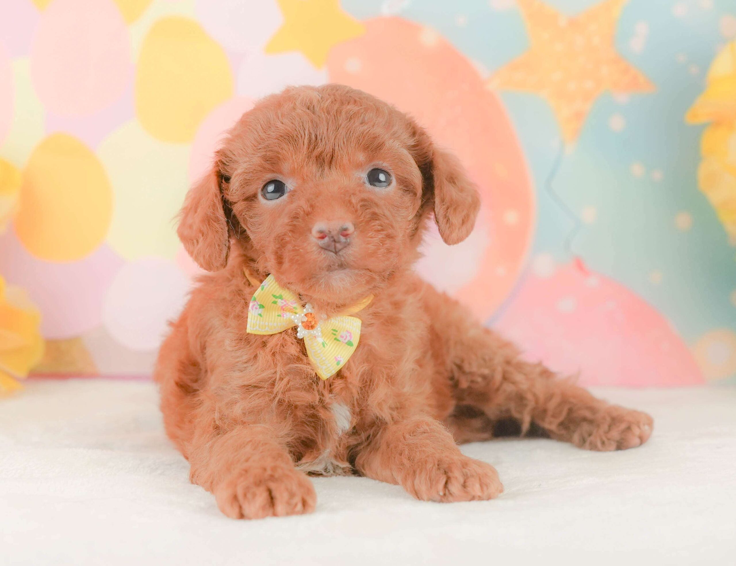 トイ・プードル | 女の子 | レッド | 2026年2月3日