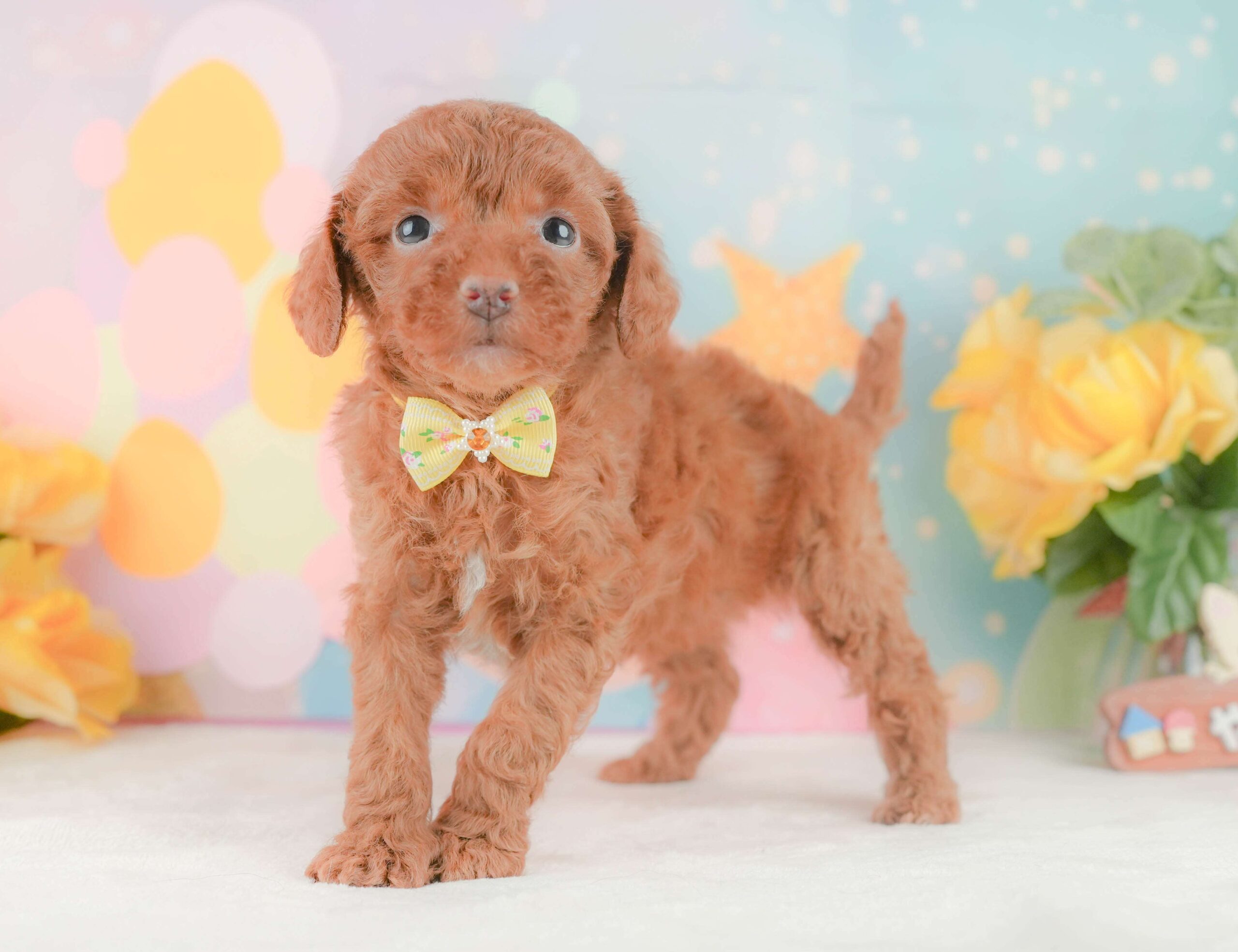 トイ・プードル | 女の子 | レッド | 2026年2月3日