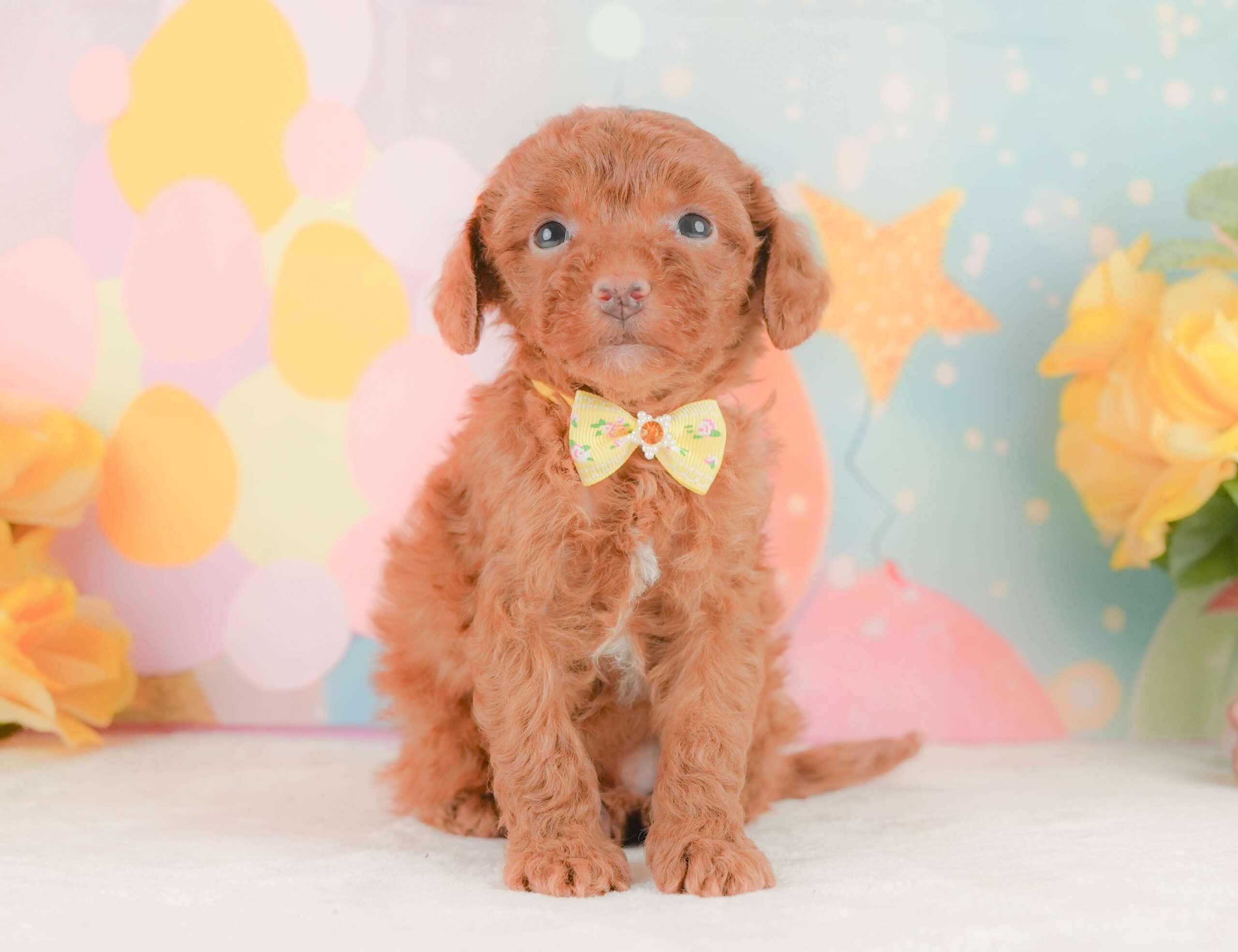 トイ・プードル | 女の子 | レッド | 2026年2月3日