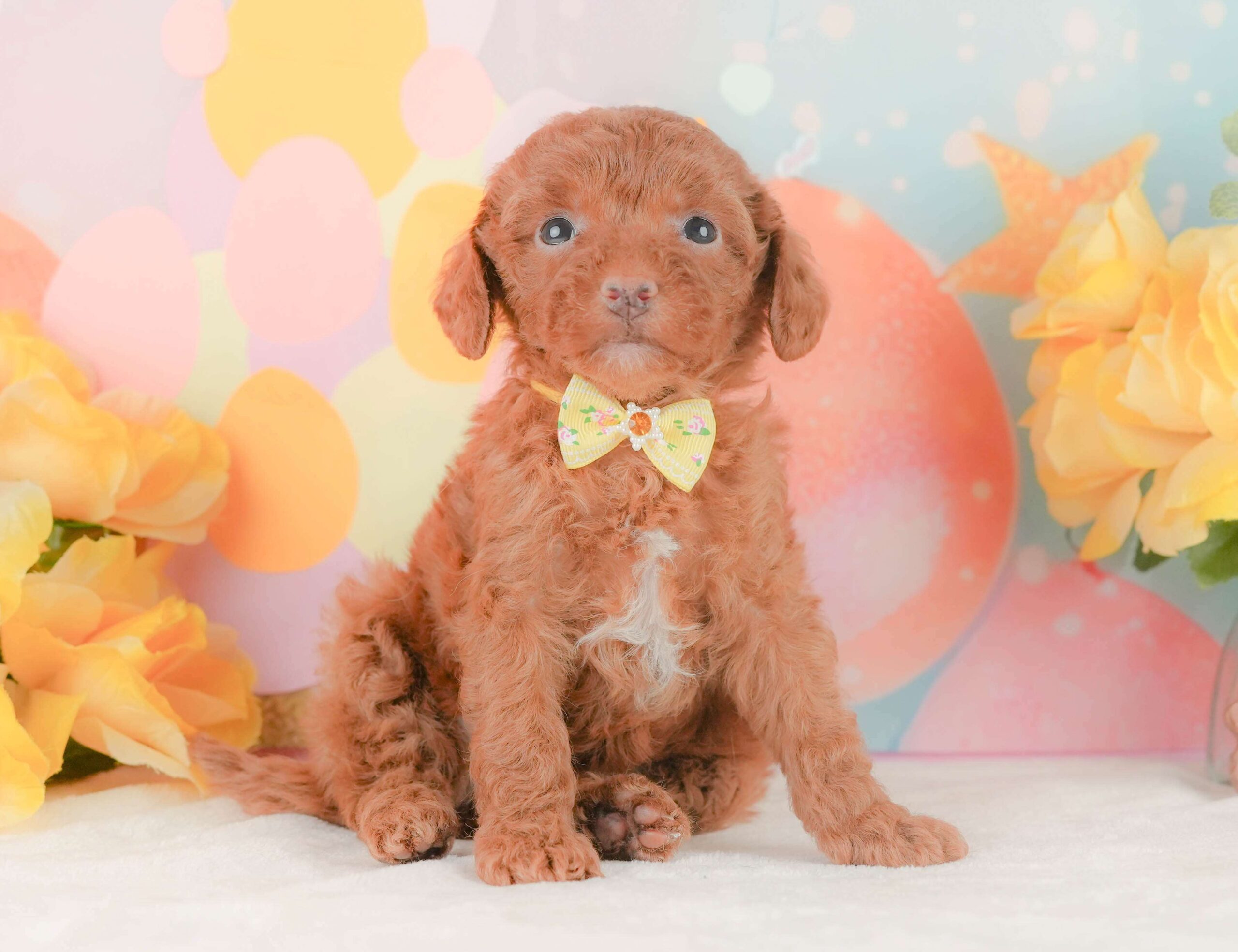 トイ・プードル | 女の子 | レッド | 2026年2月3日