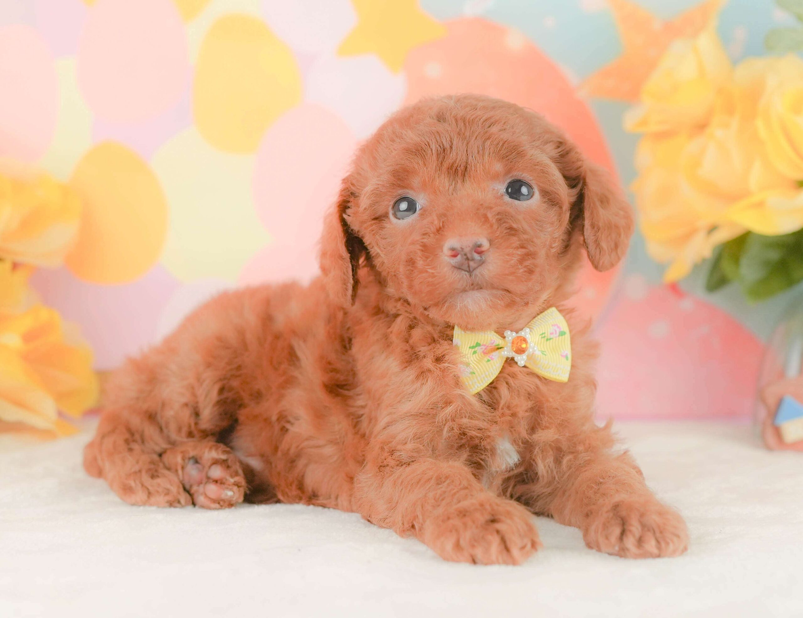 トイ・プードル | 女の子 | レッド | 2026年2月3日