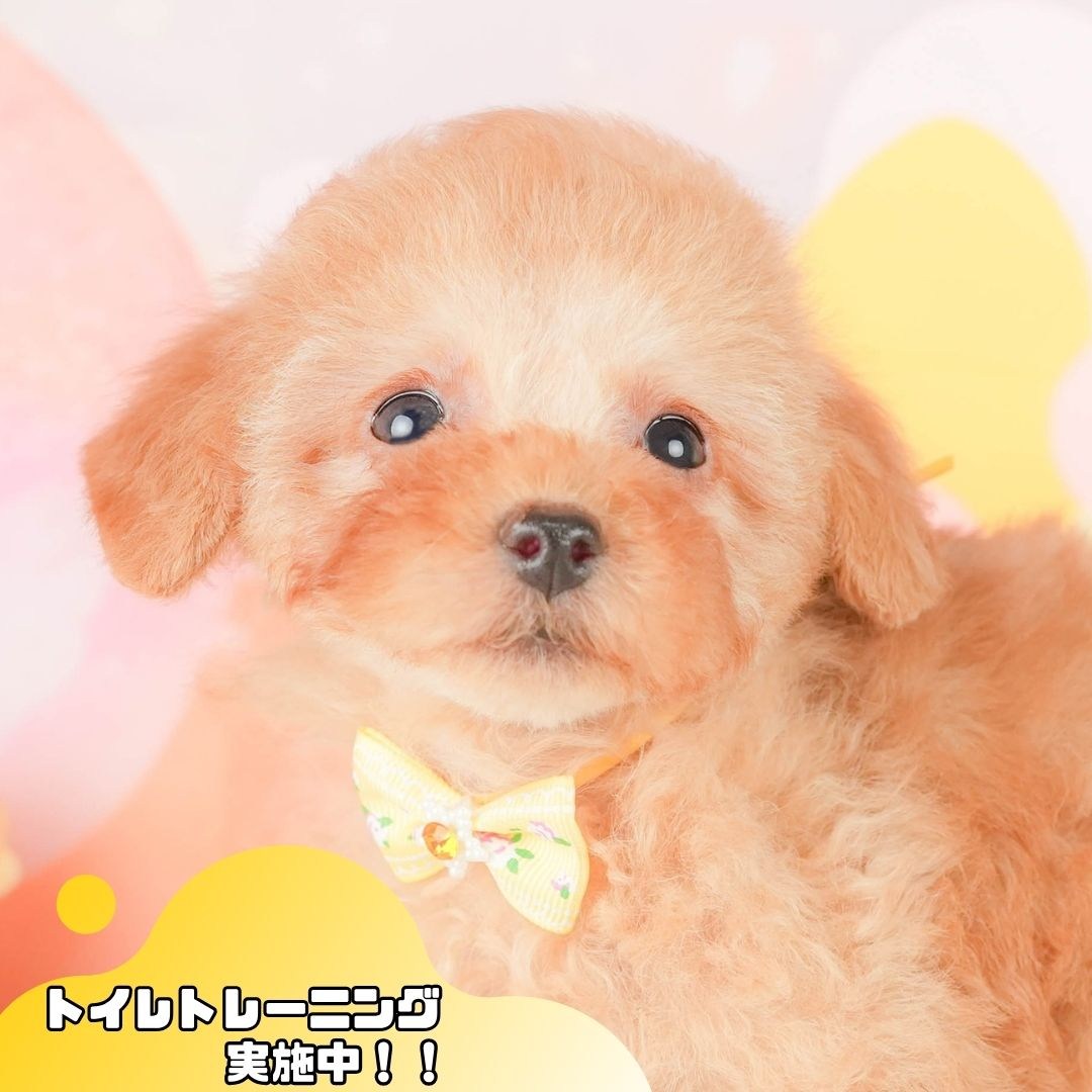 トイ・プードル | 女の子 | アプリコット | 2026年2月3日（ID:dog-200015442）