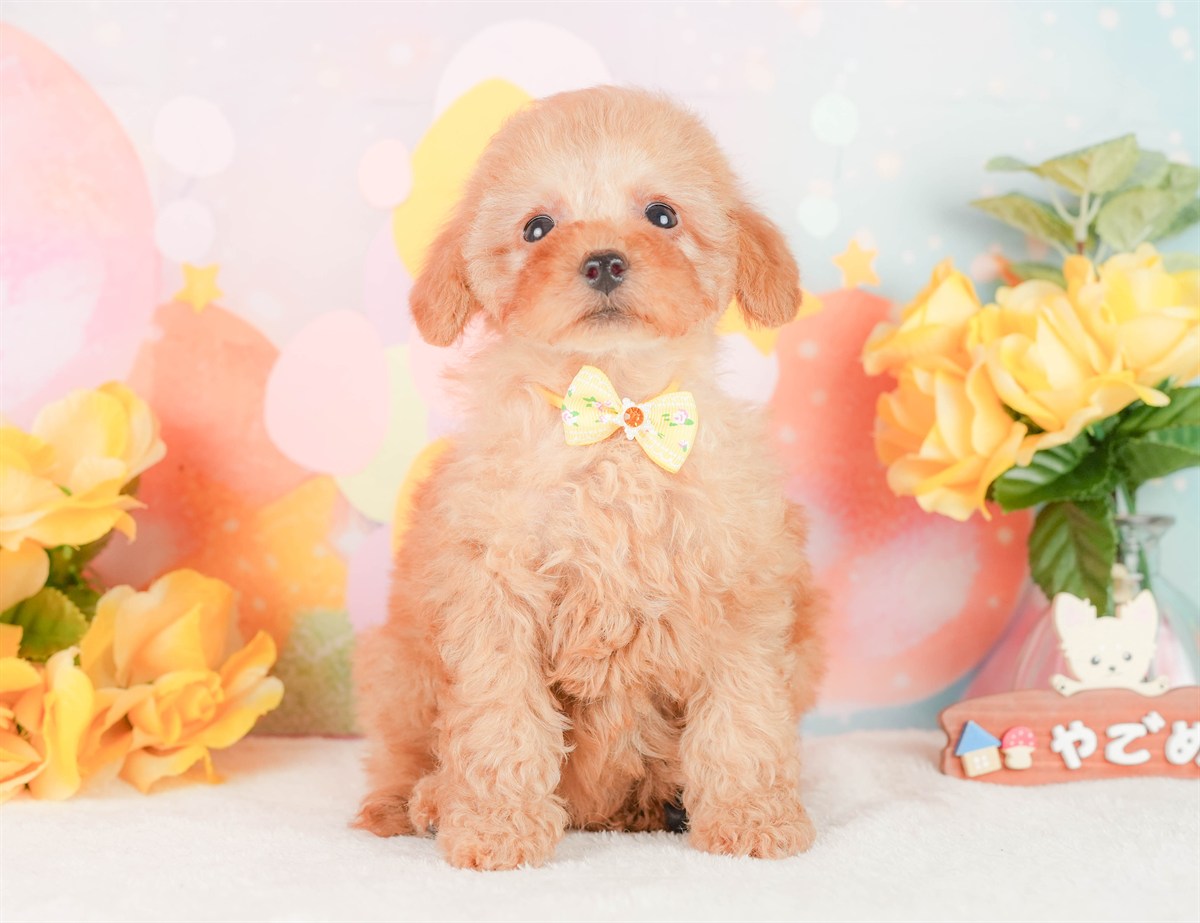 トイ・プードル | 女の子 | アプリコット | 2026年2月3日（ID:dog-200015442）