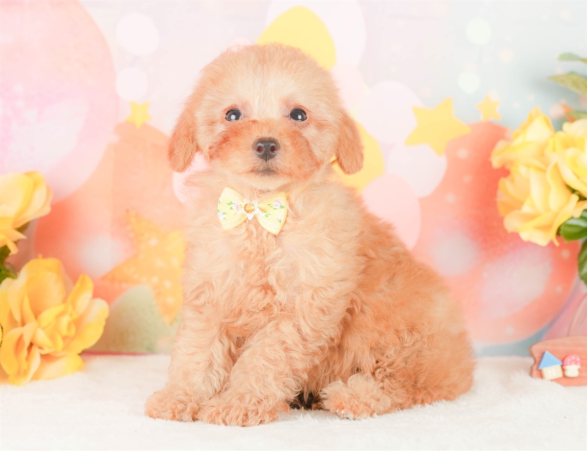 トイ・プードル | 女の子 | アプリコット | 2026年2月3日（ID:dog-200015442）