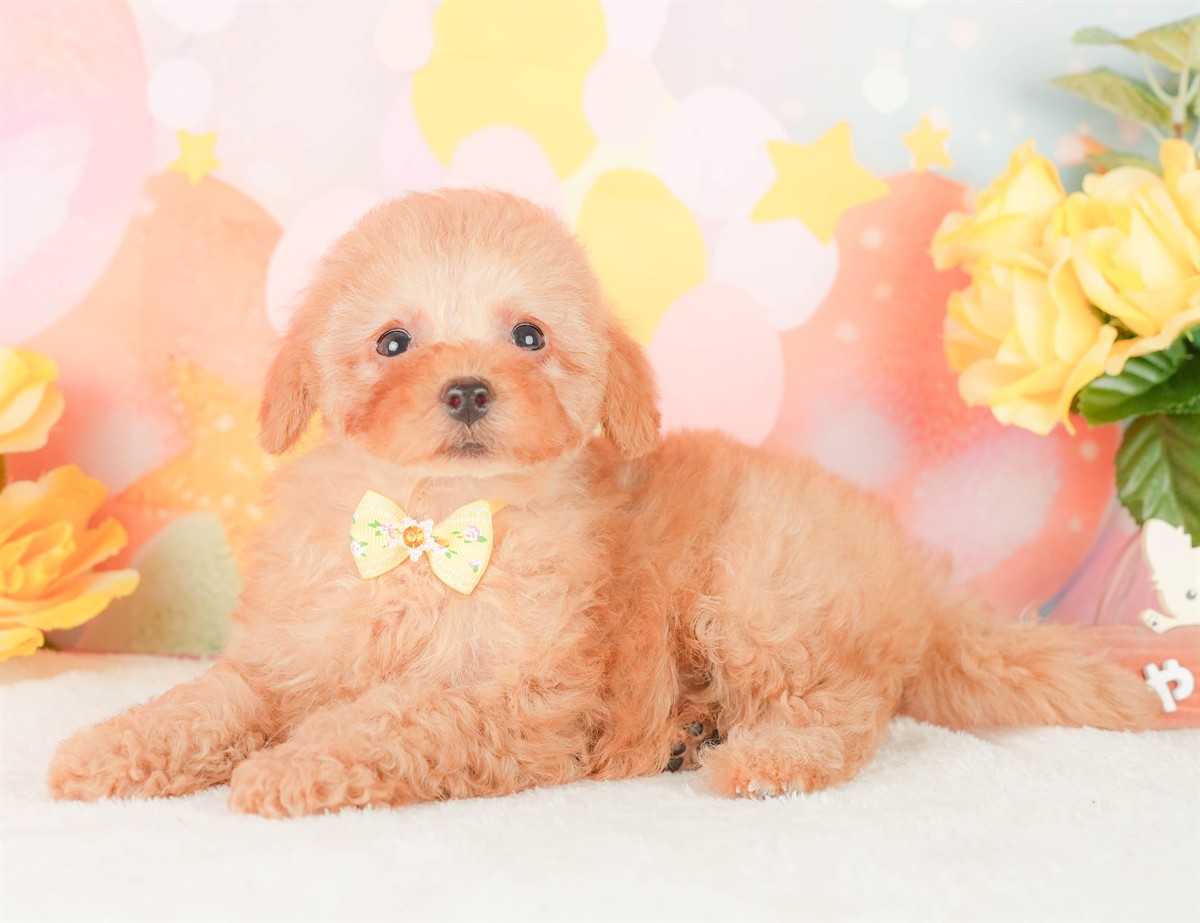 トイ・プードル | 女の子 | アプリコット | 2026年2月3日（ID:dog-200015442）