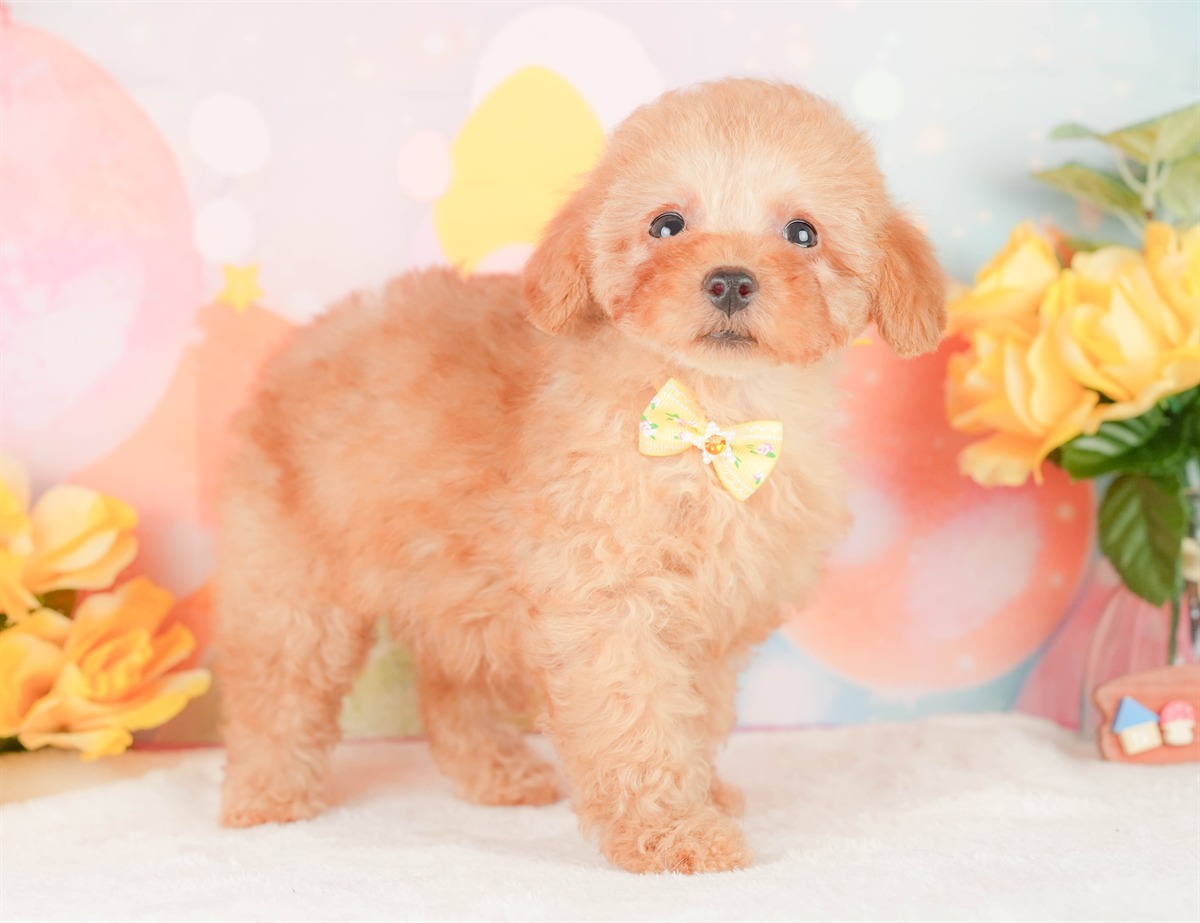 トイ・プードル | 女の子 | アプリコット | 2026年2月3日（ID:dog-200015442）